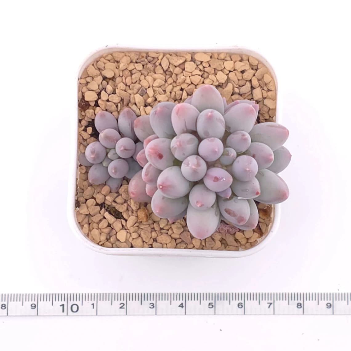 Pachyphytum ‘Machucae’ (Baby Finger) | 嬰兒手指 - View 1