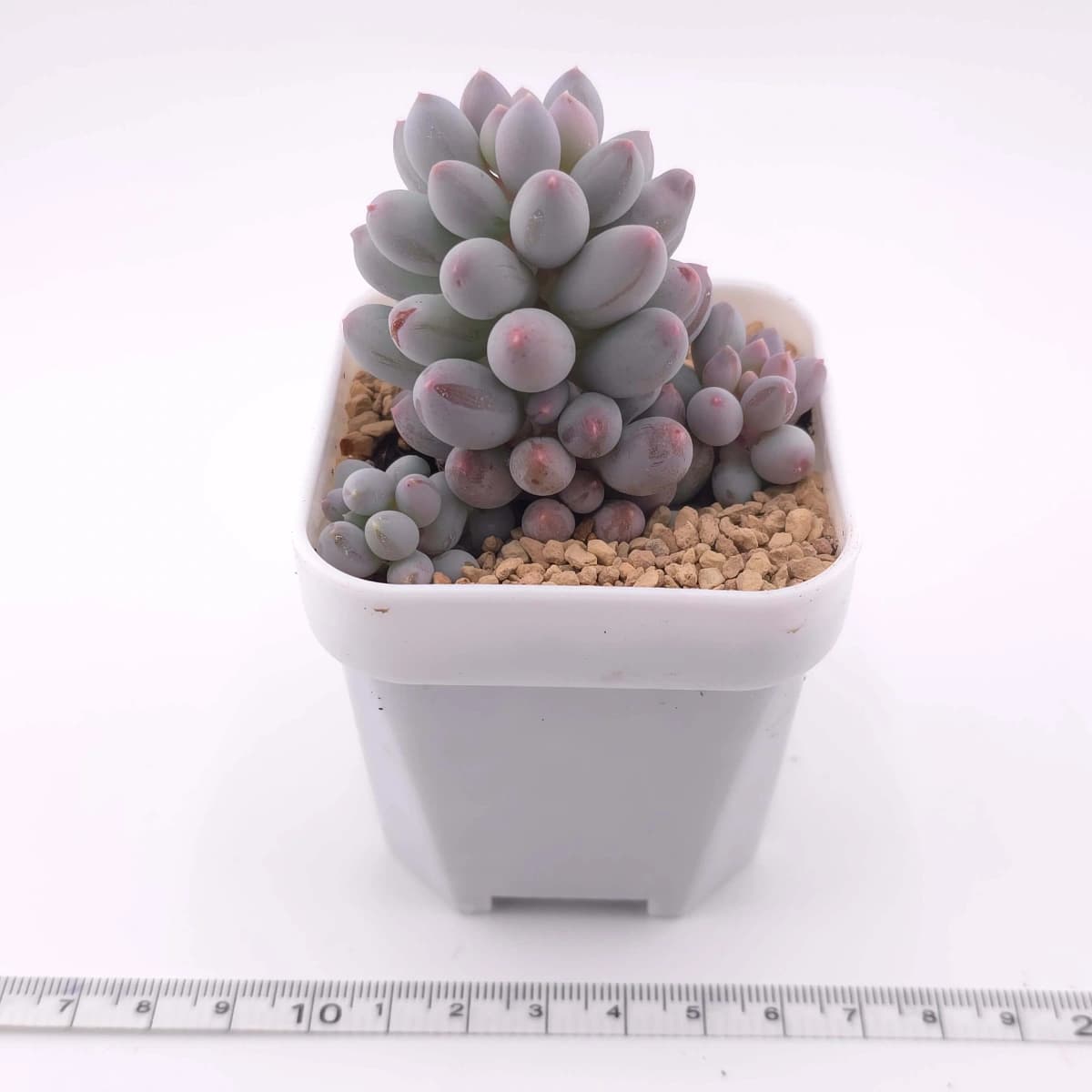 Pachyphytum ‘Machucae’ (Baby Finger) | 嬰兒手指 - View 1