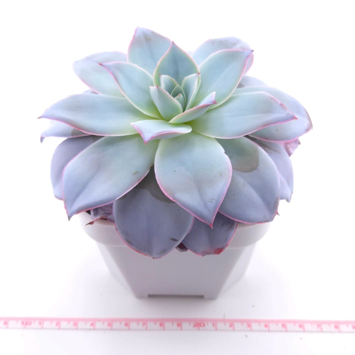 Echeveria ‘Cante’ | 廣寒宮 - View 1