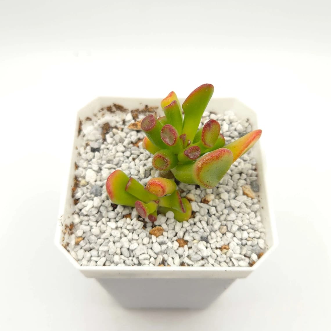 Crassula Ovata ‘Lady’S Finger’ | 筒葉花月 - View 1