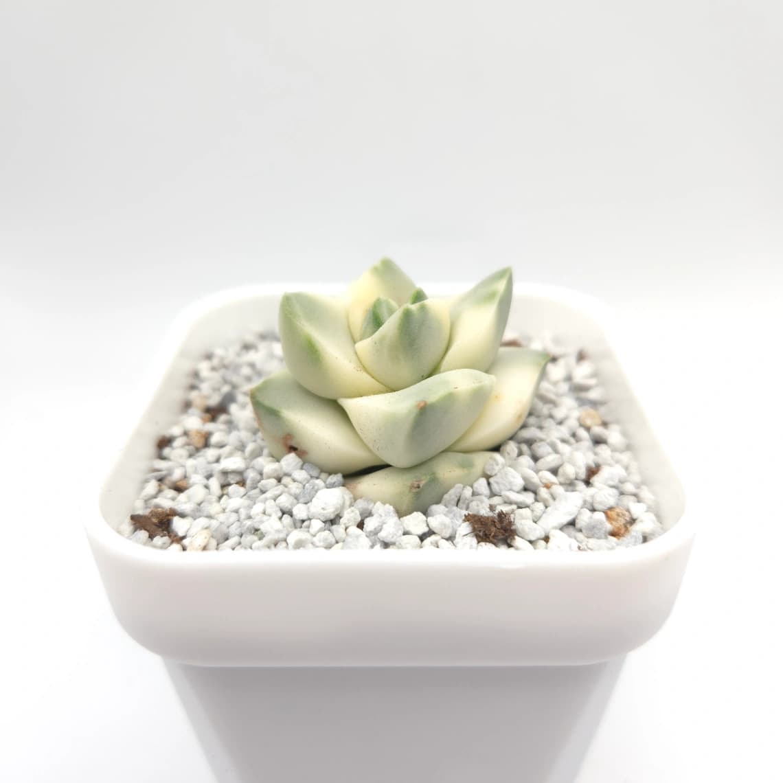 Crassula cv ‘ Moonglow’ variegated | 紀之川錦
