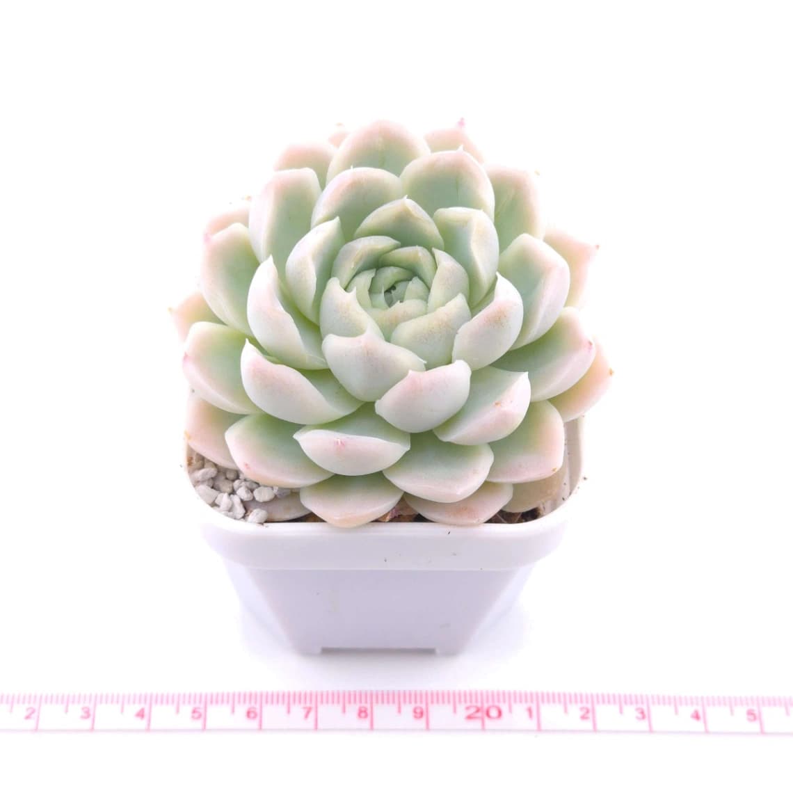 Echeveria elegans ‘Alba’ | 白月影 - View 1