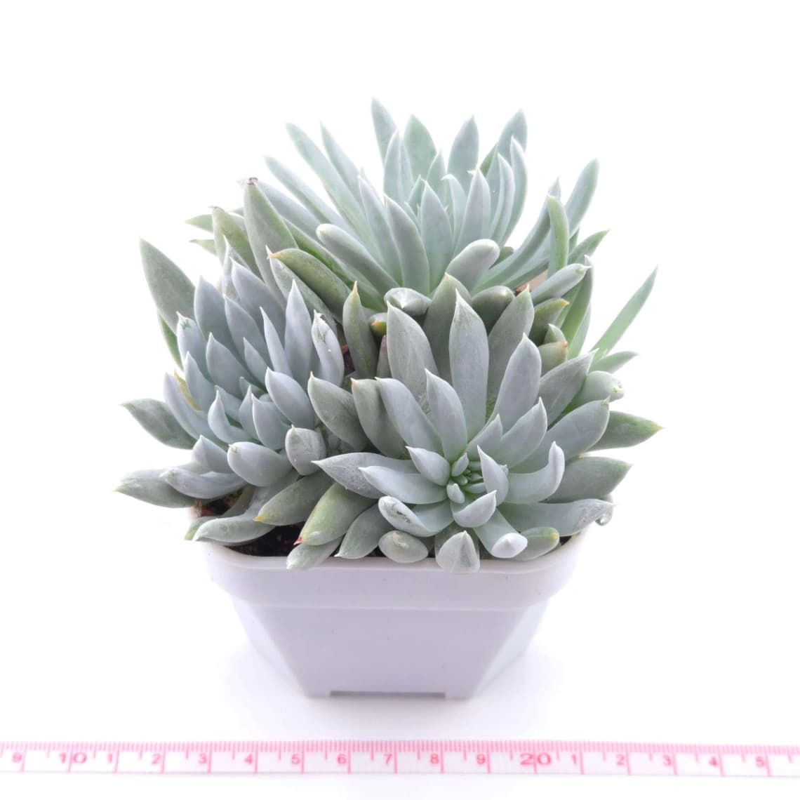 Dudleya nubigena | 努比吉娜 - View 1