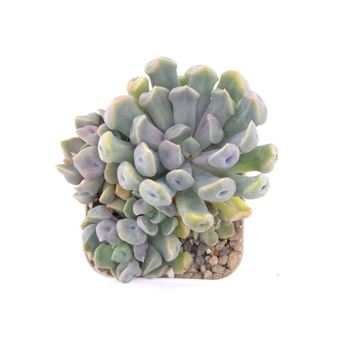 Graptoveria ‘Cupid’ | 丘比特