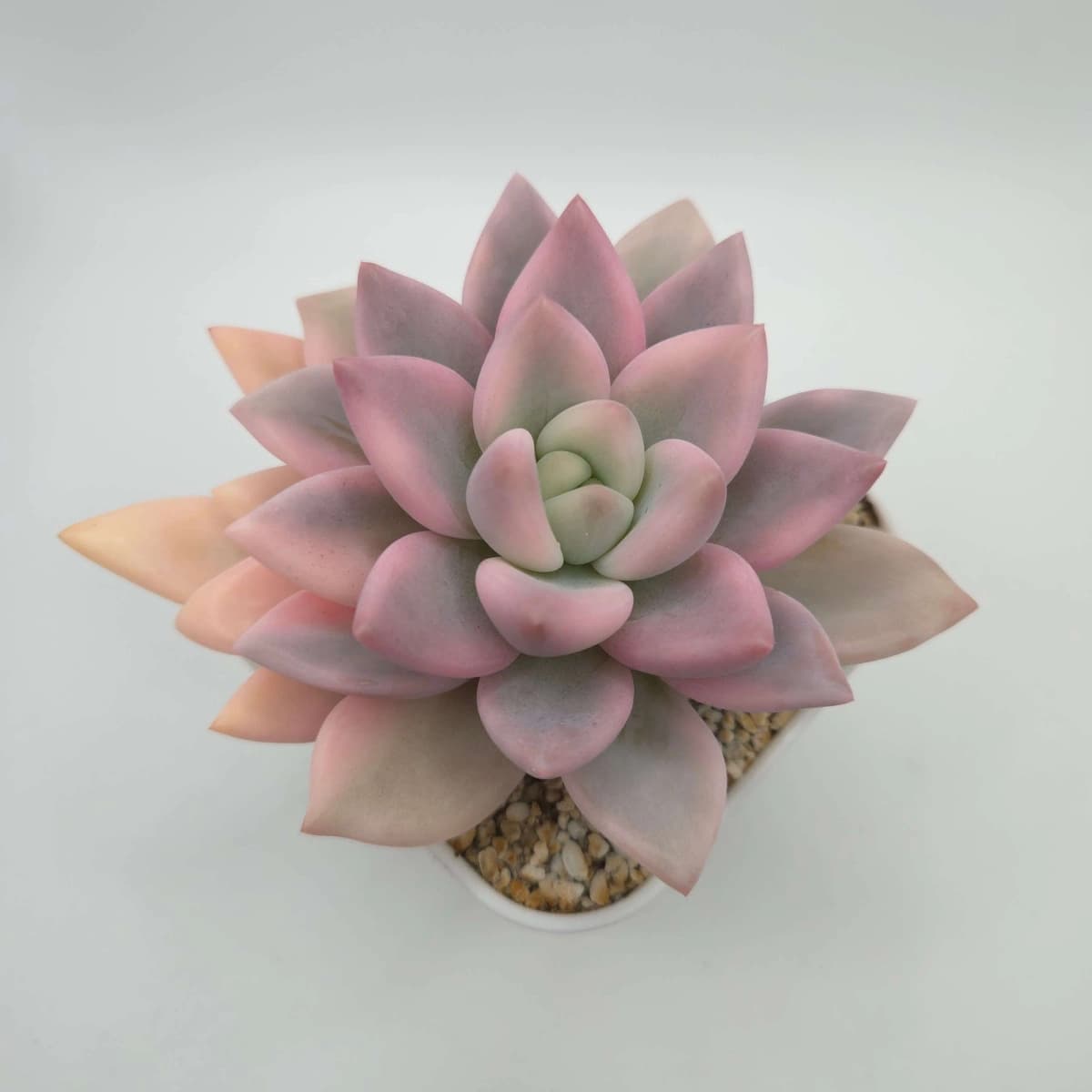 Graptoveria ‘Opalina’ variegated | 奥普琳娜錦