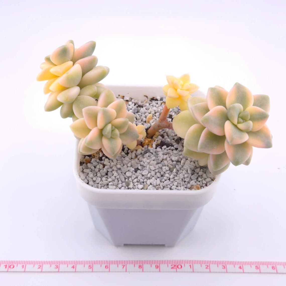 Graptoveria ‘Titubans’ / ‘Apricot Beauty’ variegated | 美杏錦 - View 1