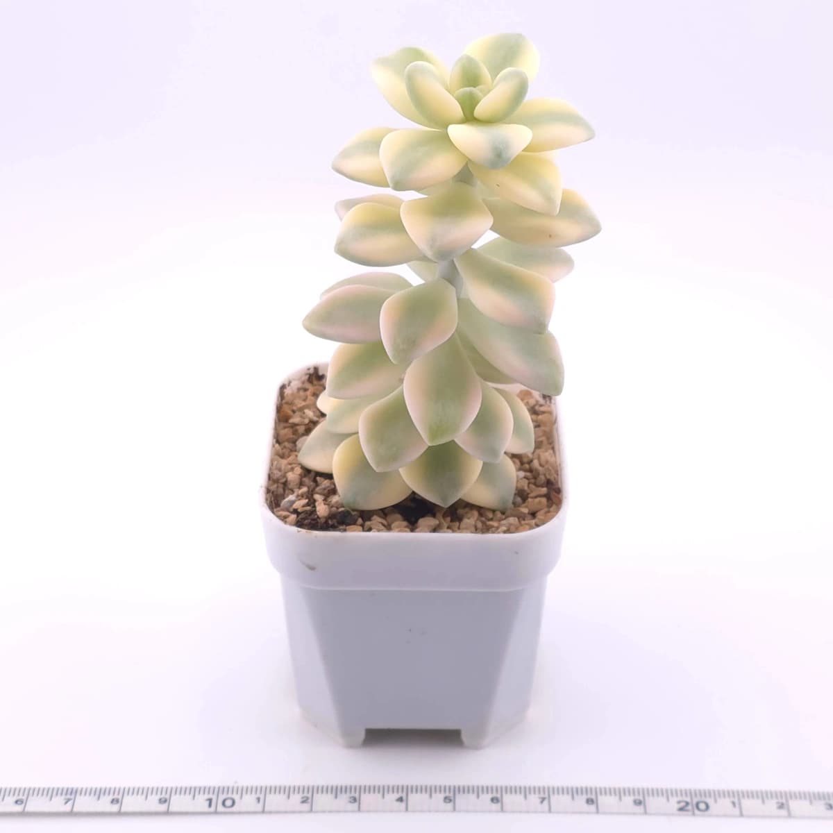 Graptoveria ‘Titubans’ / ‘Apricot Beauty’ variegated | 美杏錦 - View 1