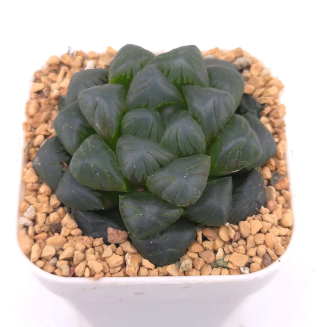 Haworthia ‘Mordor’ | 摩多