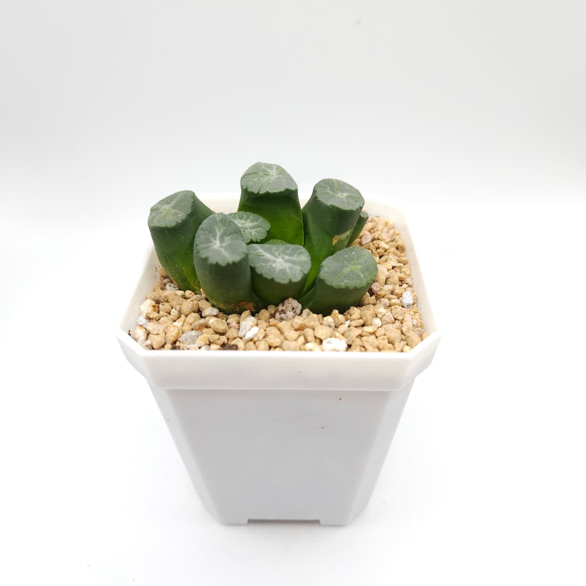 Haworthia maughanii | 萬象