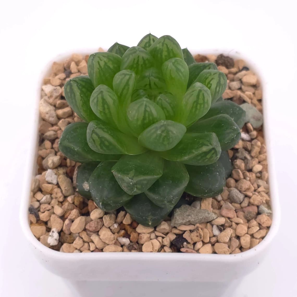 Haworthia cymbiformis | 草玉露 - View 1