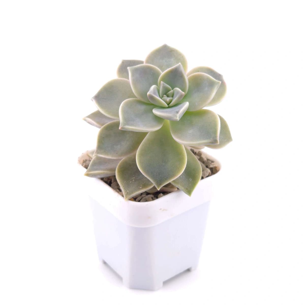 Graptopetalum paraguayense ‘Ghost Plant’ | 朧月 - View 1