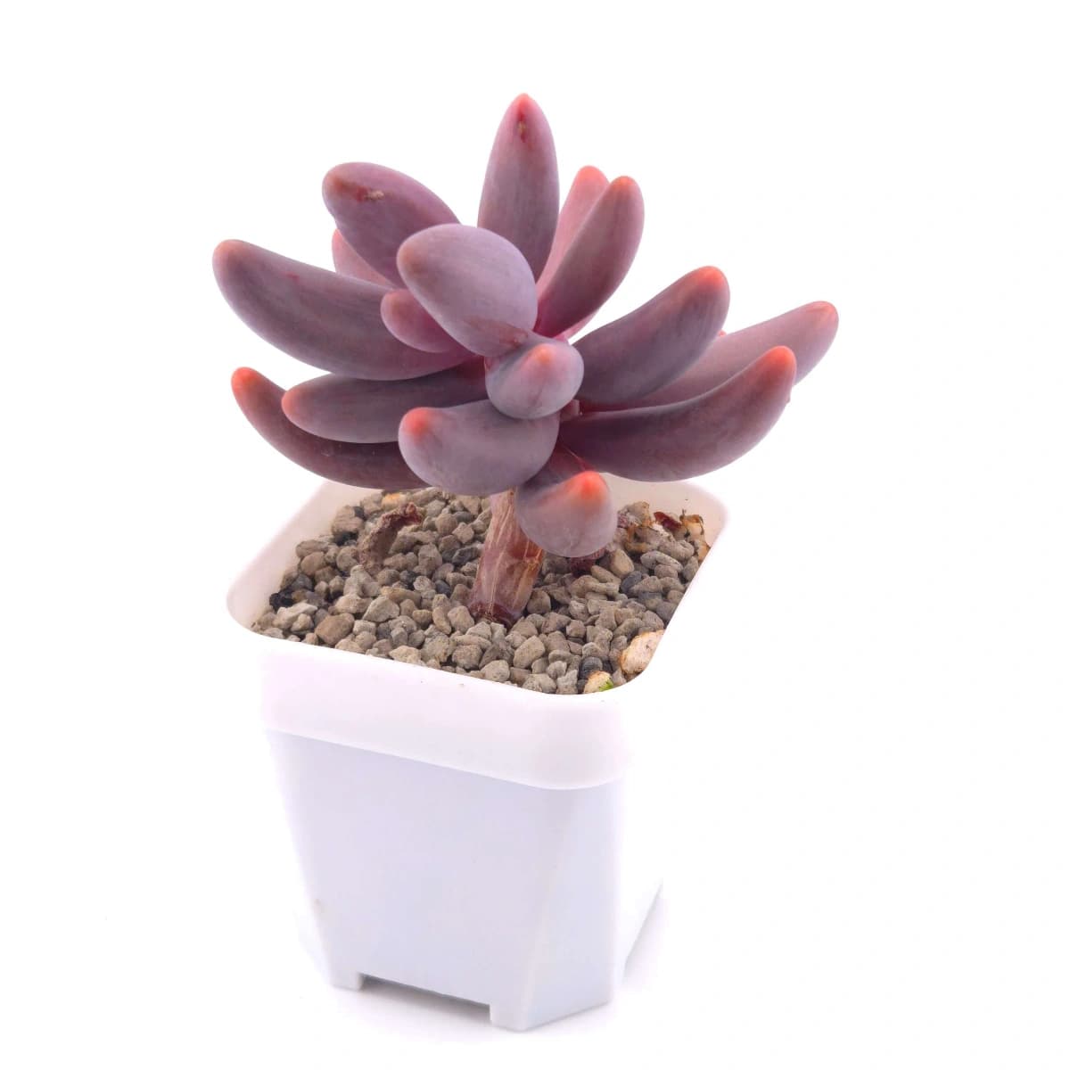 Pachyphytum ‘Ganzhou’ silk variegated | 紅手指錦