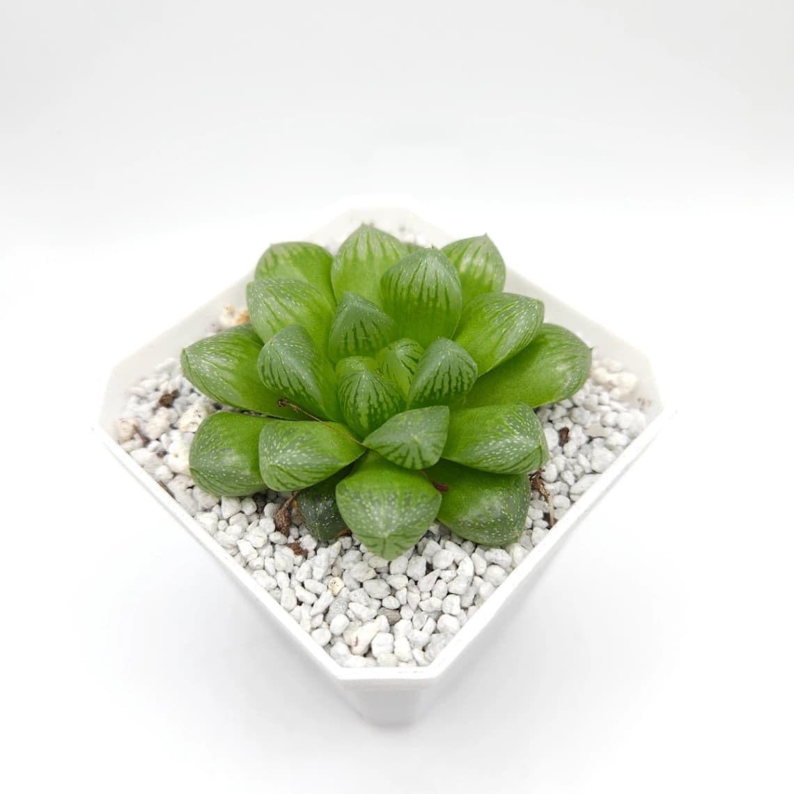 Haworthia ‘Snow’ | 雪花玉露