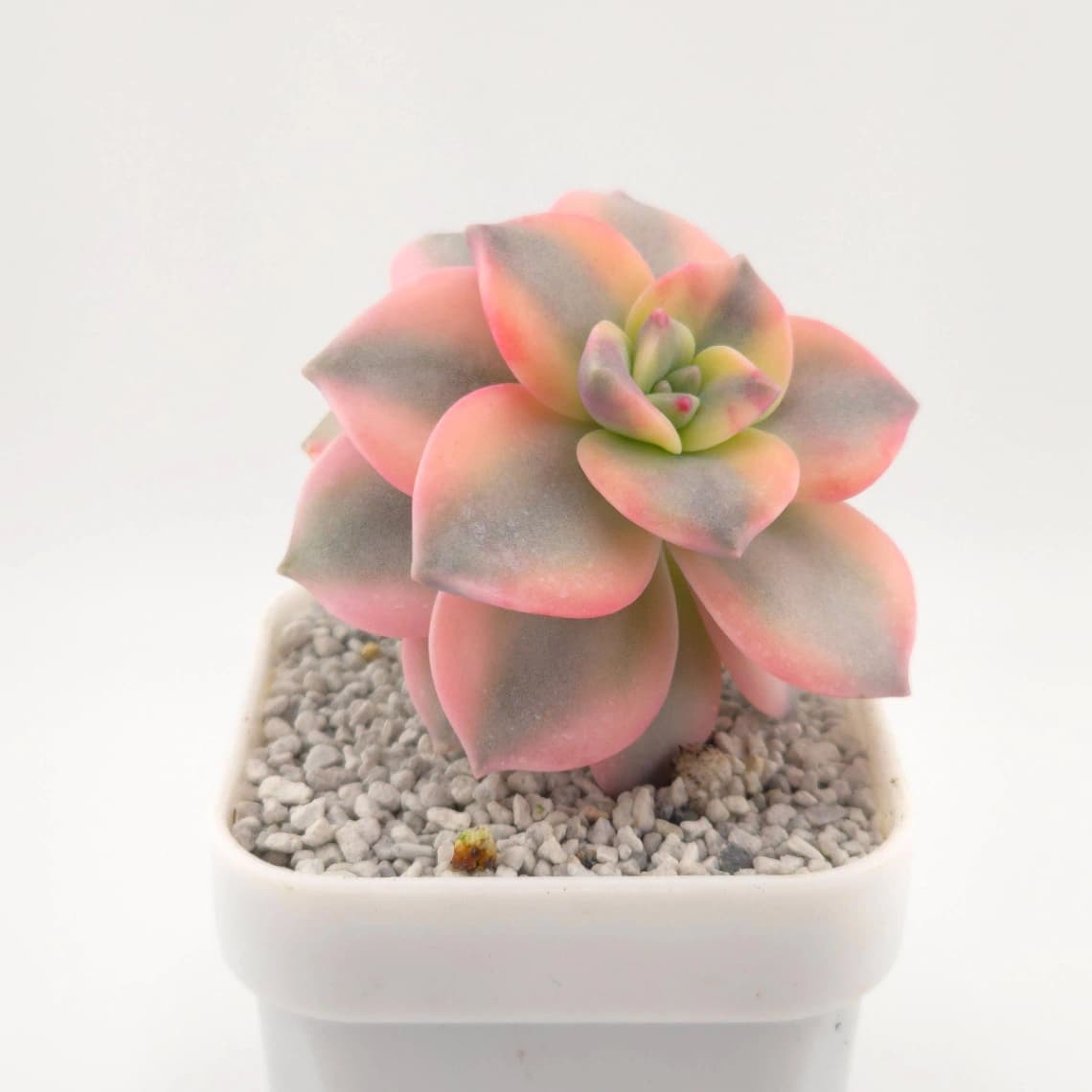 Graptopetalum ‘Purple Delight’ variegated | 紫樂錦 - View 1