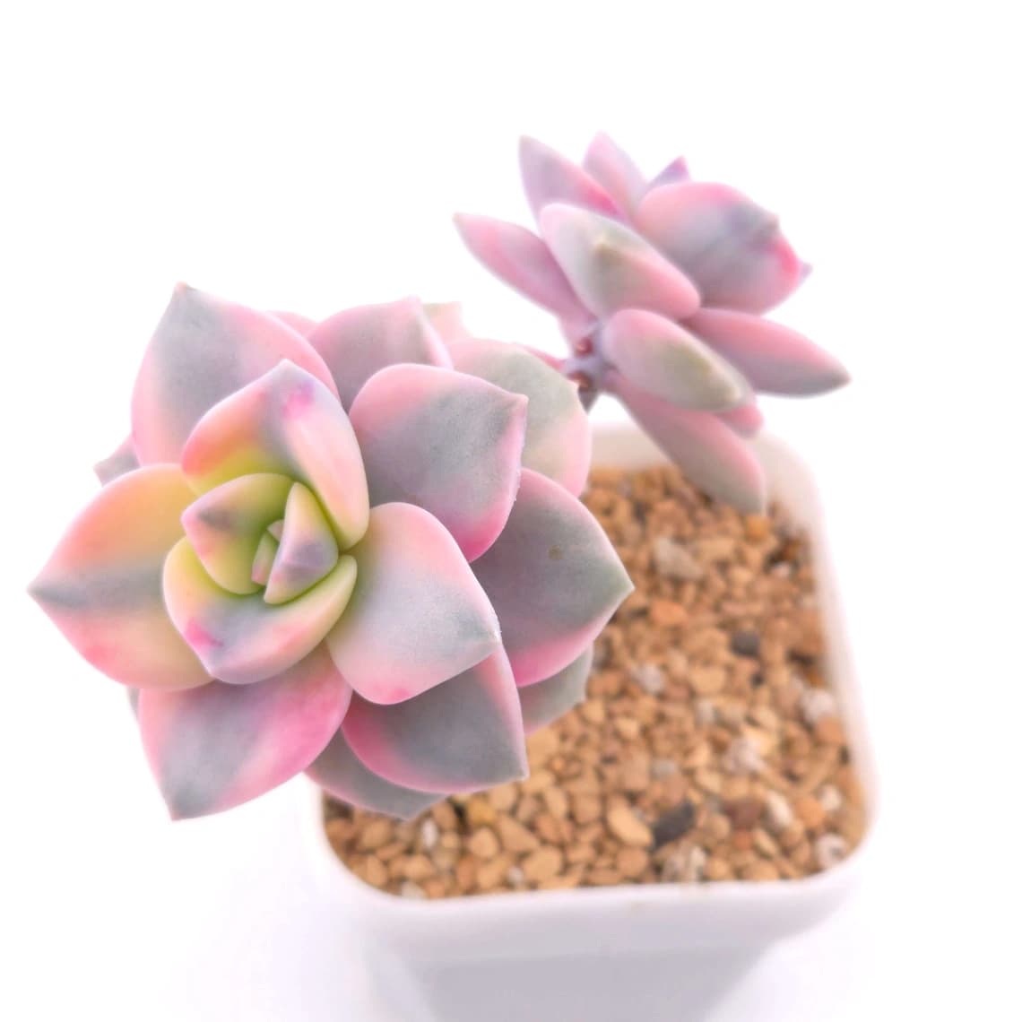 Graptopetalum ‘Purple Delight’ variegated | 紫樂錦