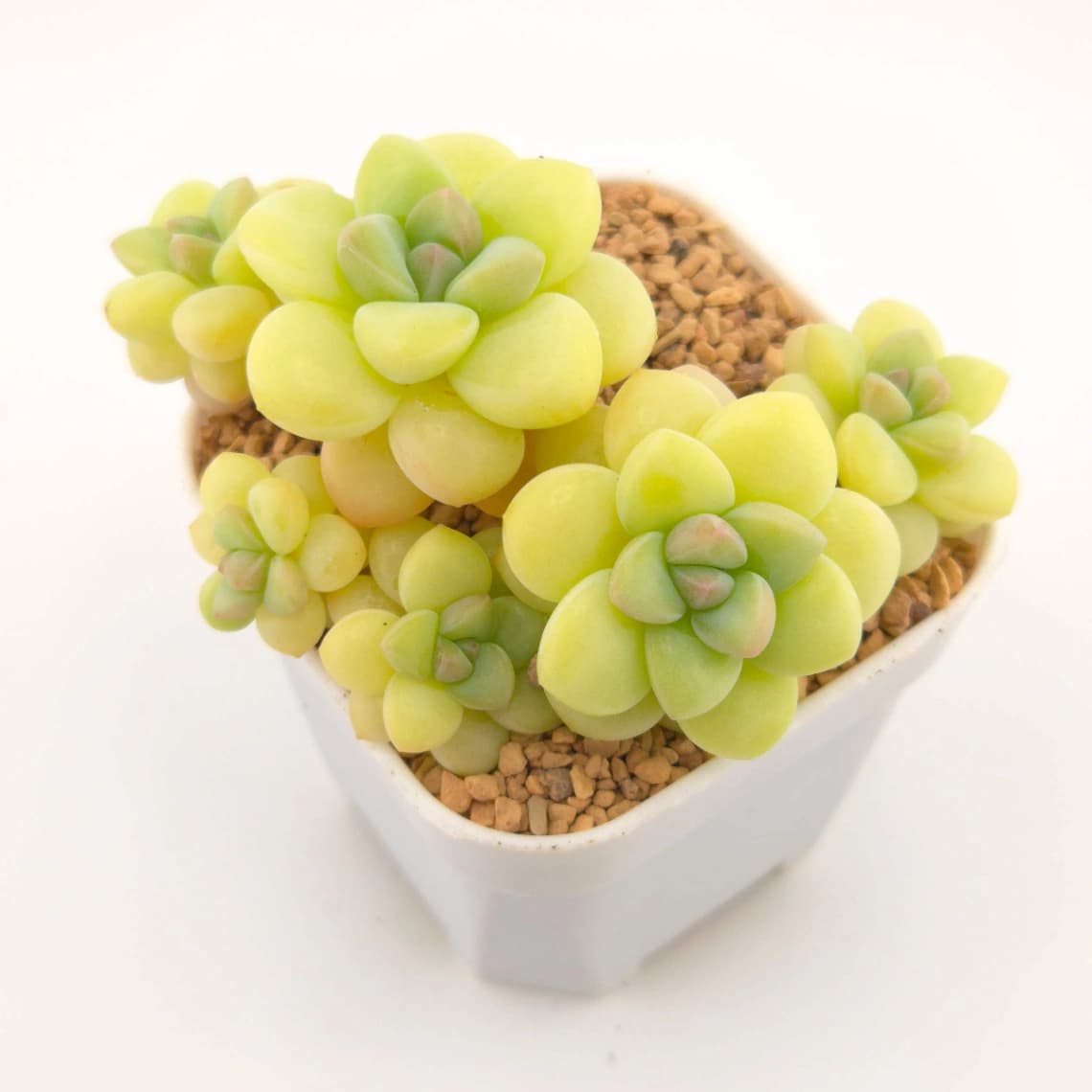 Graptopetalum ‘Bubble Gum’ clustering | 泡泡糖群 - View 1
