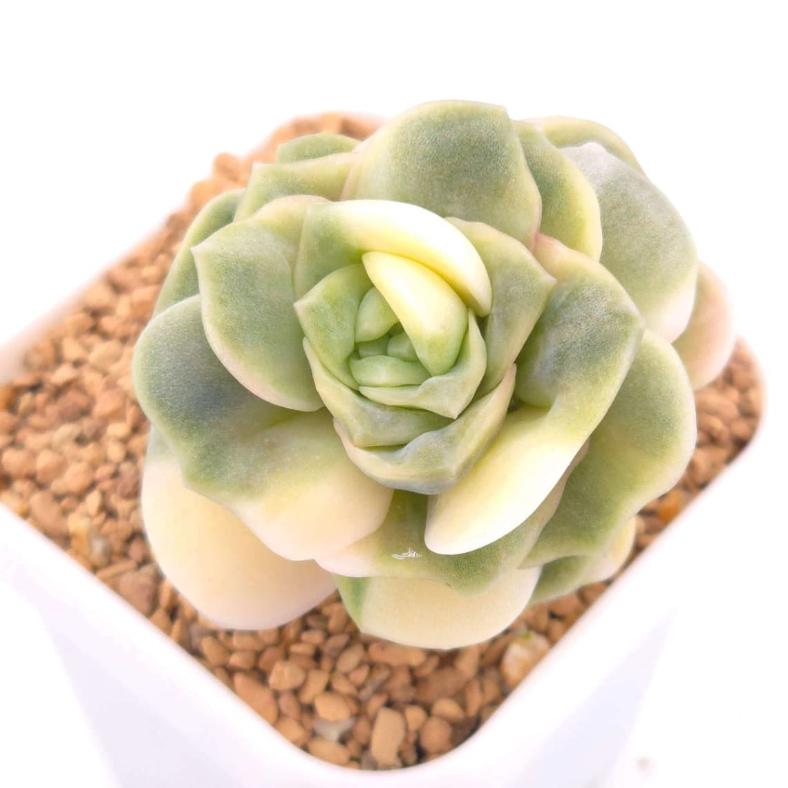 Graptoveria ‘Lovely Rose’ variegated | 可愛玫瑰錦 - View 1