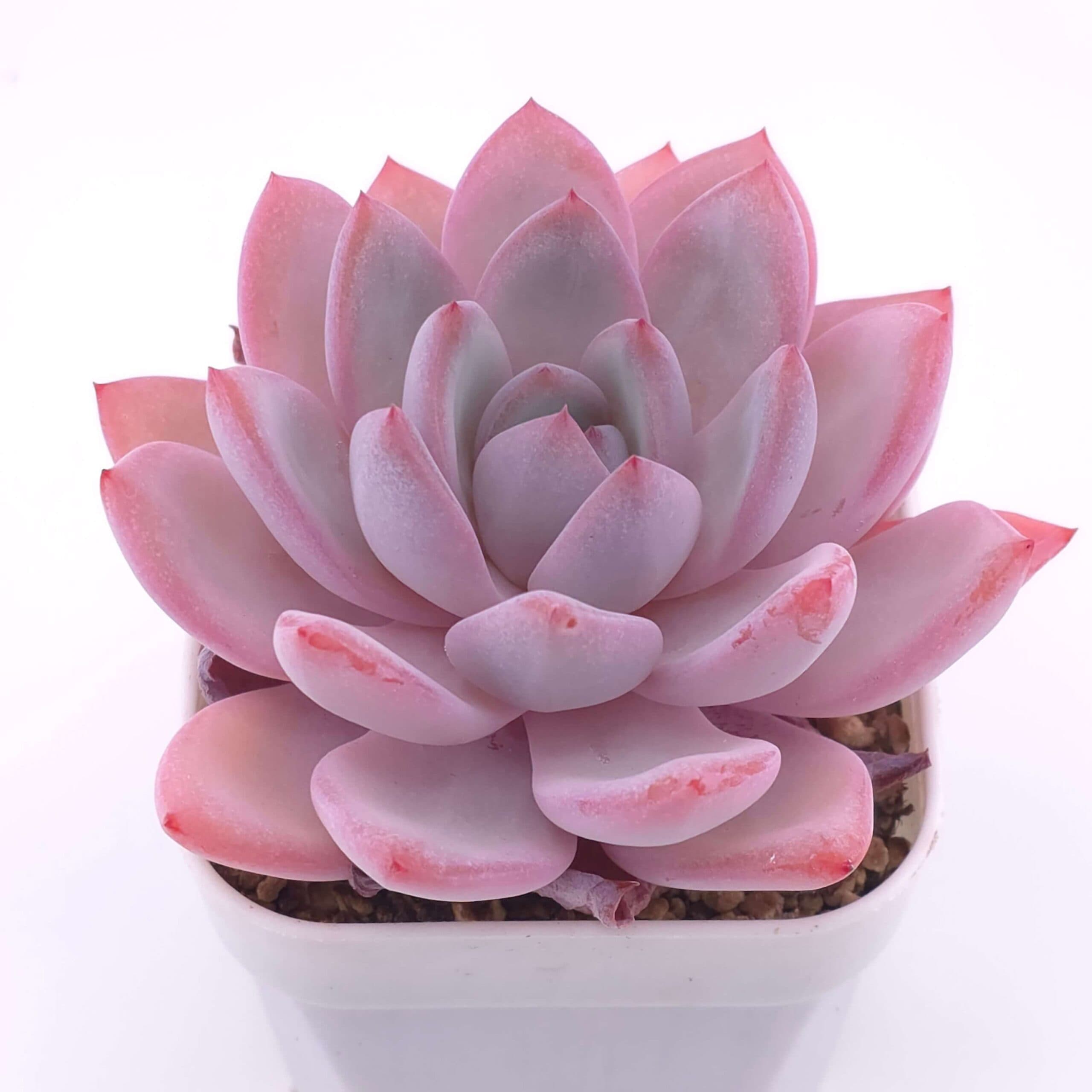 Echeveria 'Sang-A' | 嫦娥 - View 1