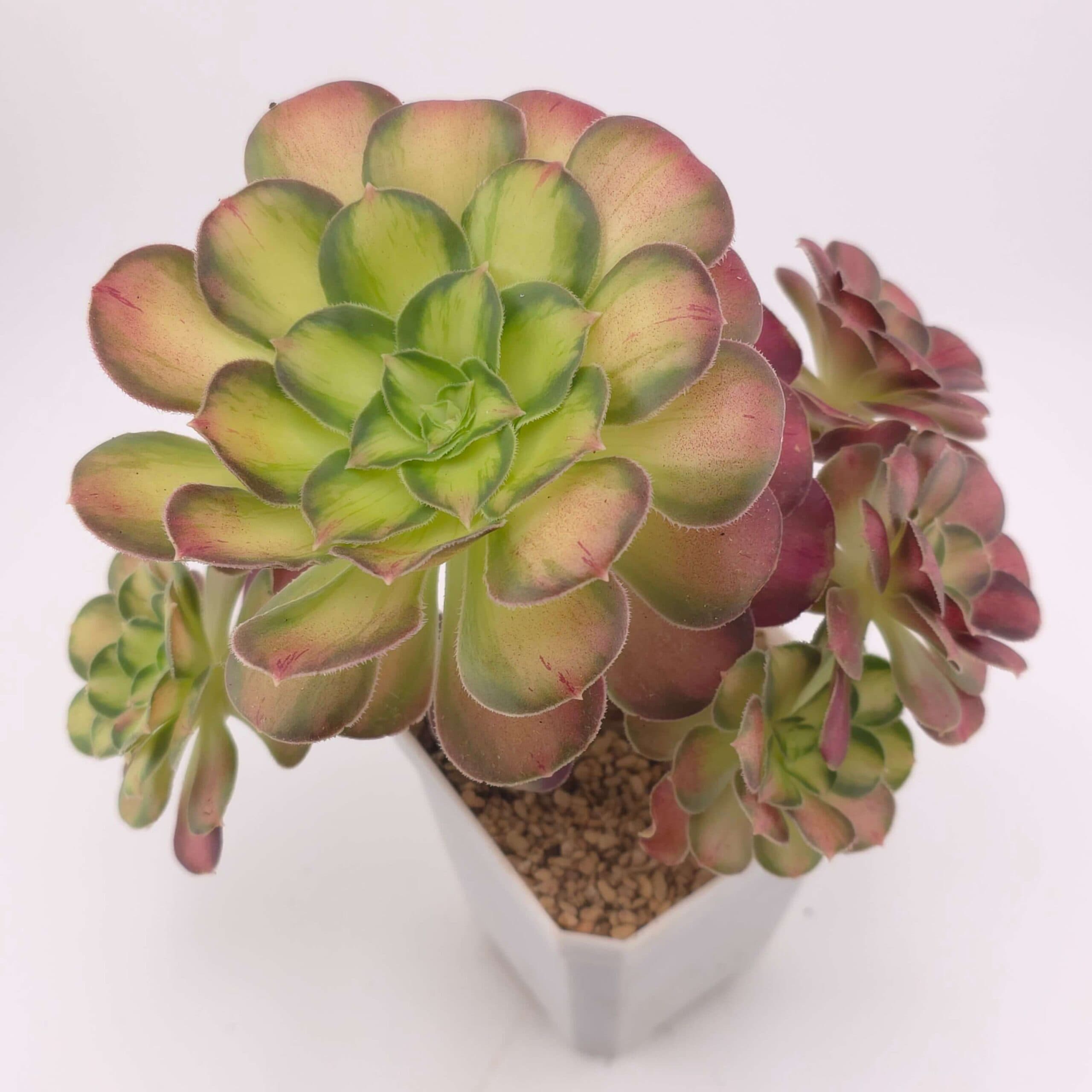 Aeonium 'Shaohua' | 韶華