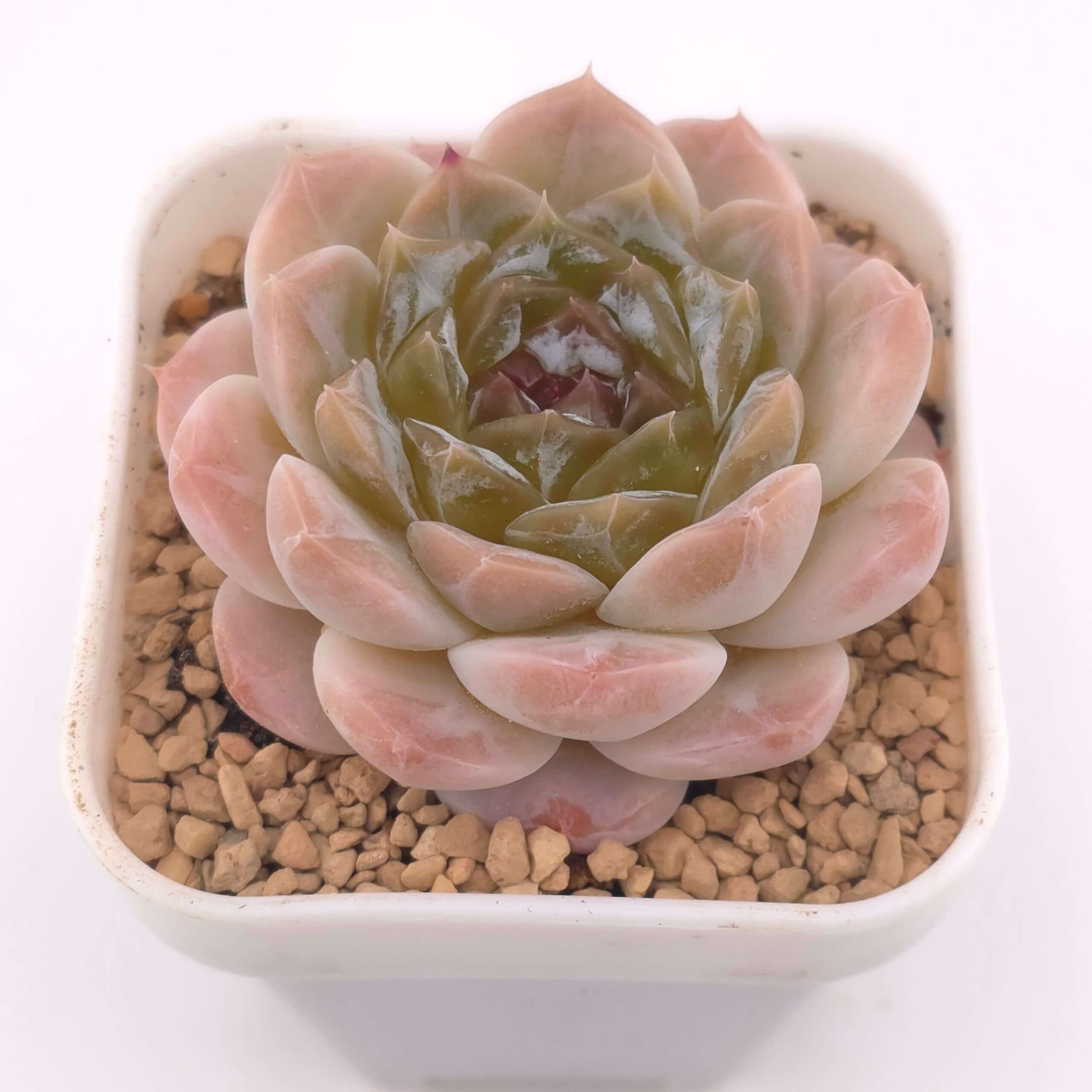 Echeveria 'Jenny' | 珍妮 - View 1
