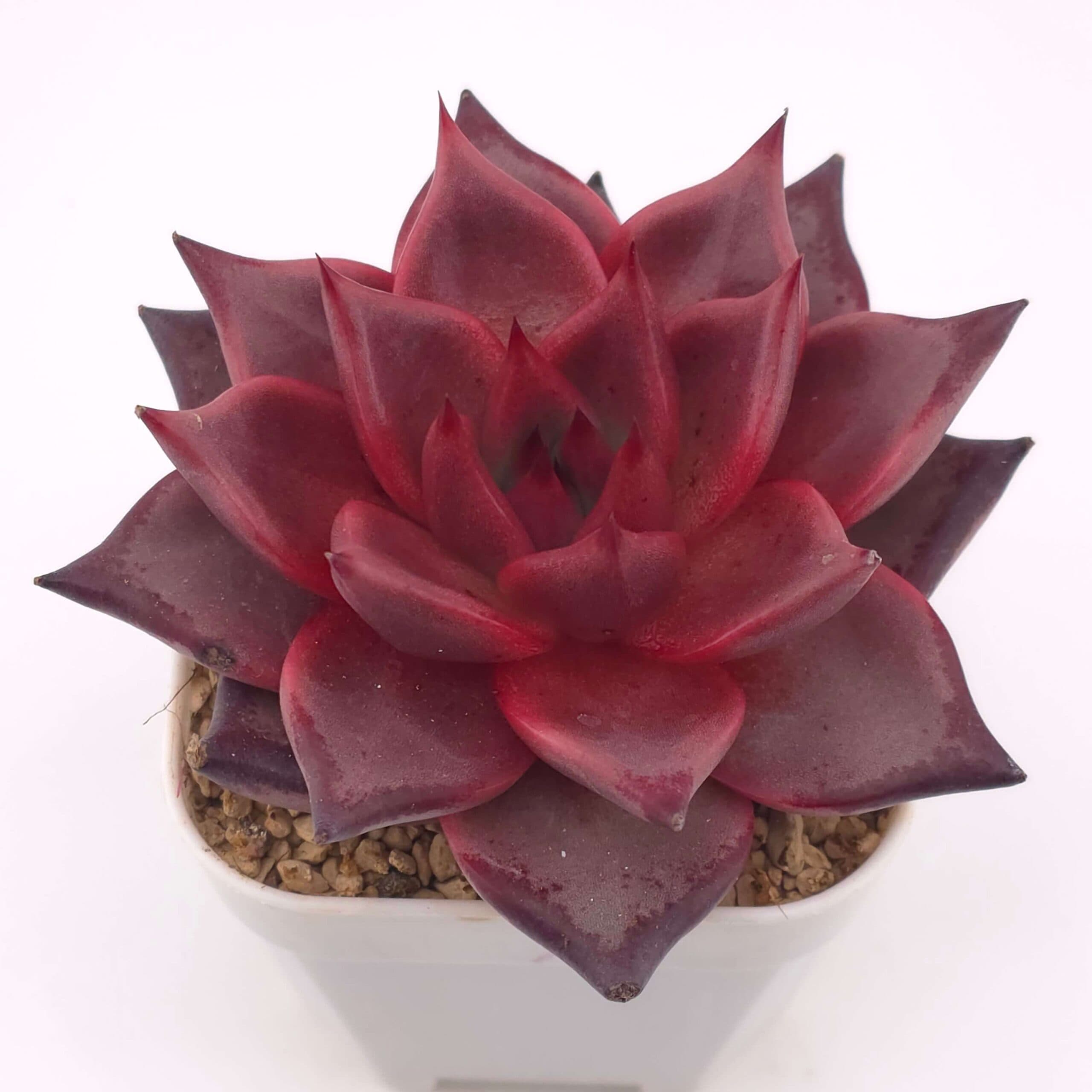 Echeveria 'RomeoX' | 羅密歐雜 - View 1