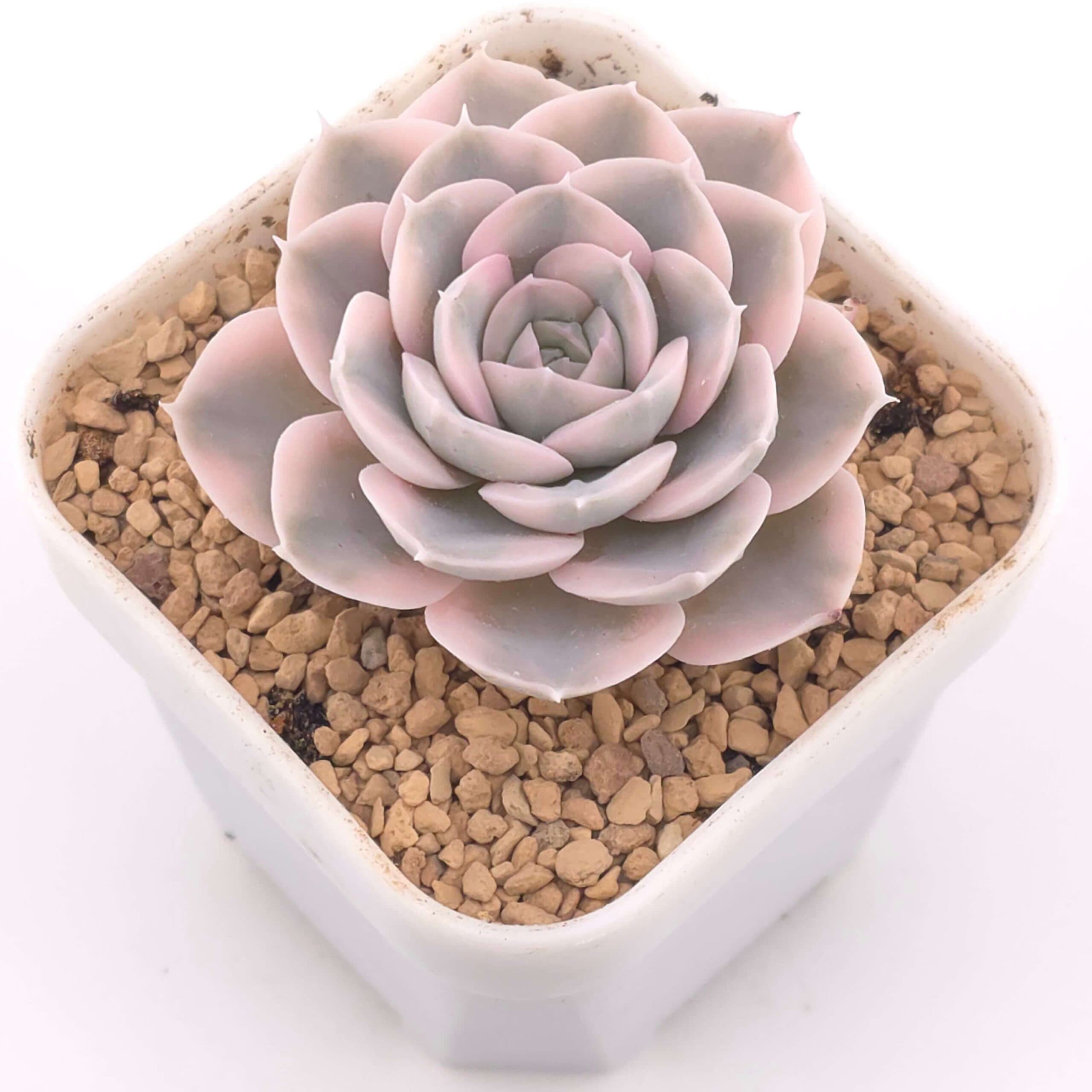 Echeveria runyonii variegated 'Akaihoshi' | 鲁氏錦 - View 1