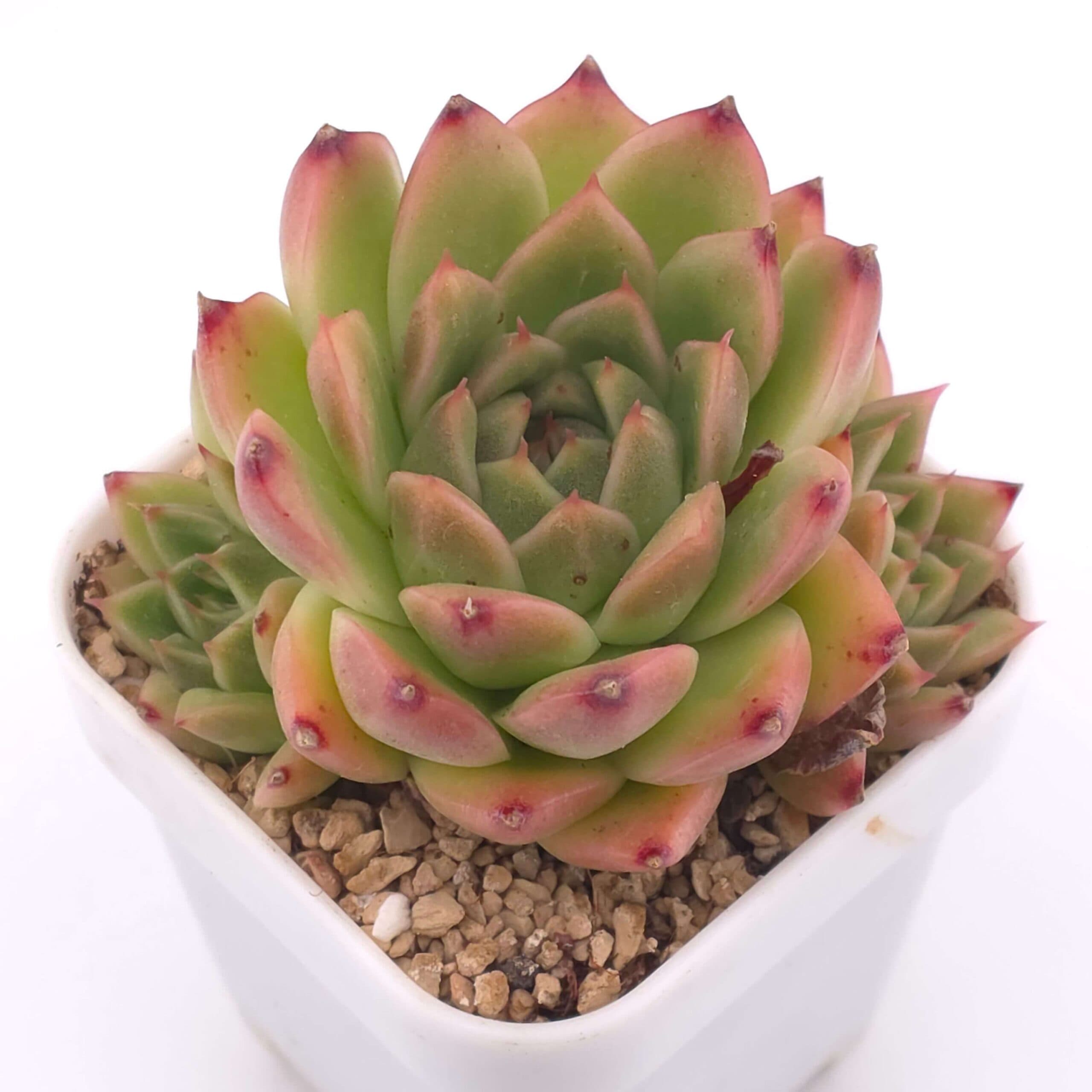 Echeveria agavoides spp. | 冬雲雜 - View 1