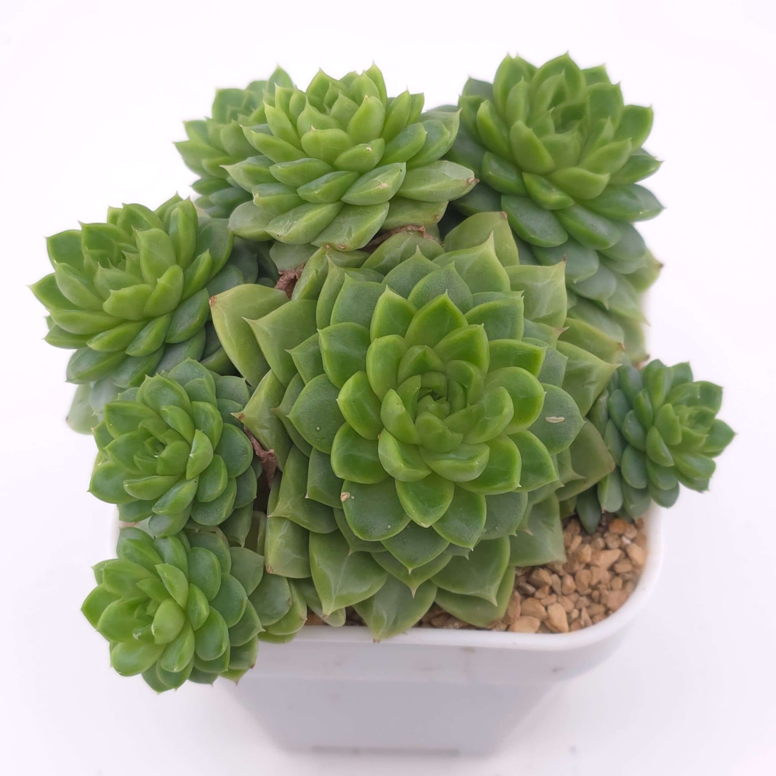 Echeveria 'Malgan' clustering | 麥稈群 - View 1