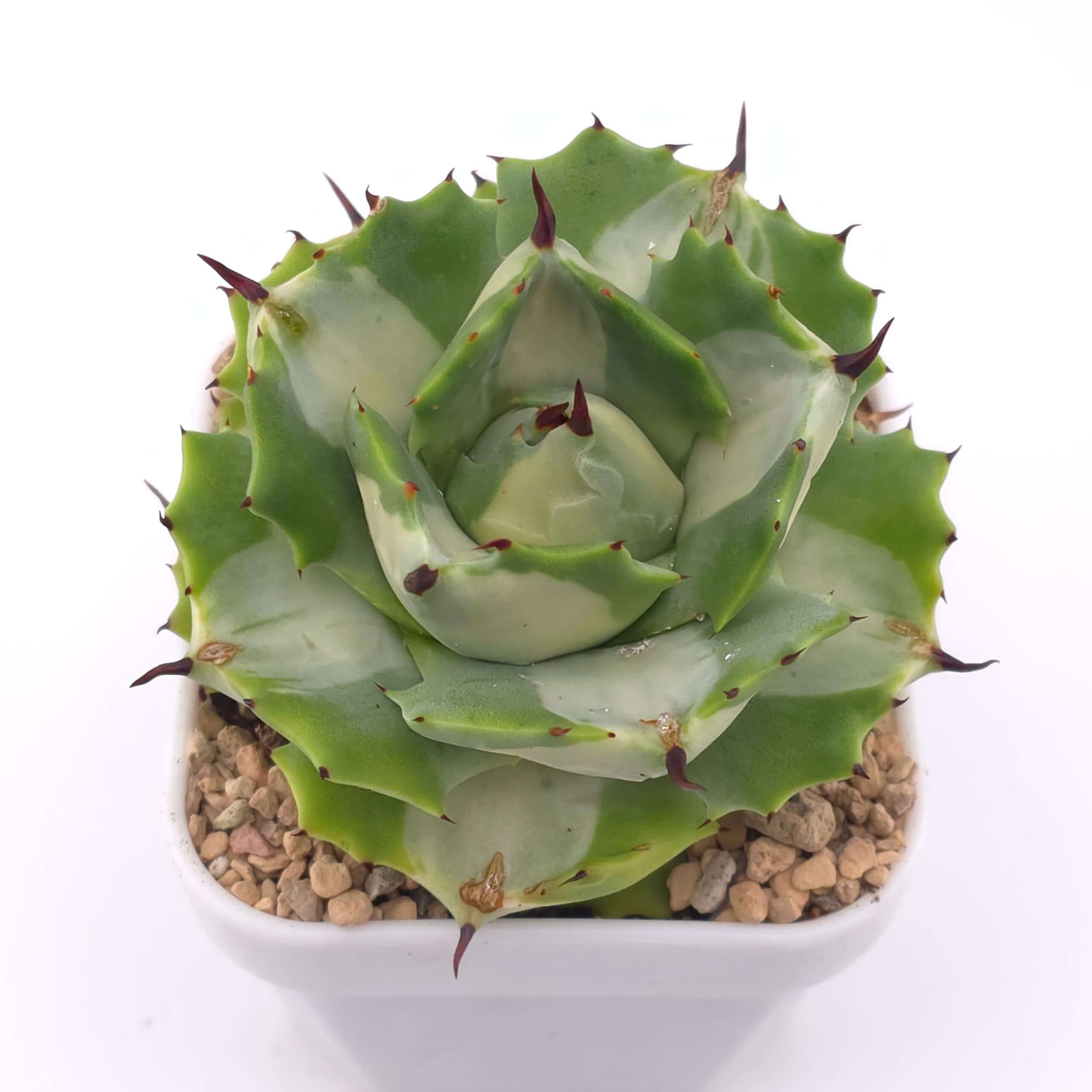 Agave potatorum variegated | 雷神 / 棱葉龍舌蘭