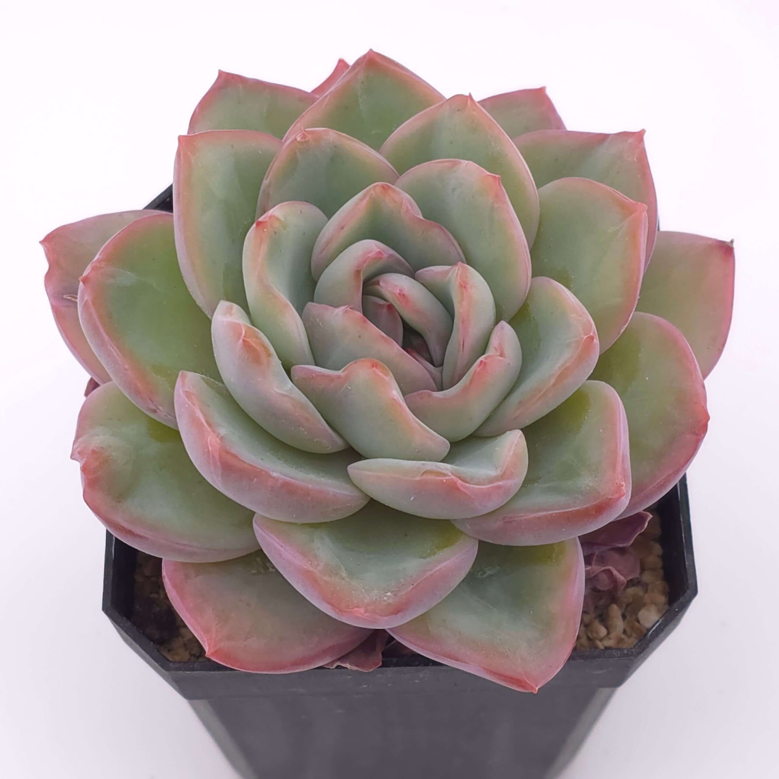 Echeveria 'Amabeier' / 'Amabile' | 油泡芙 - View 1