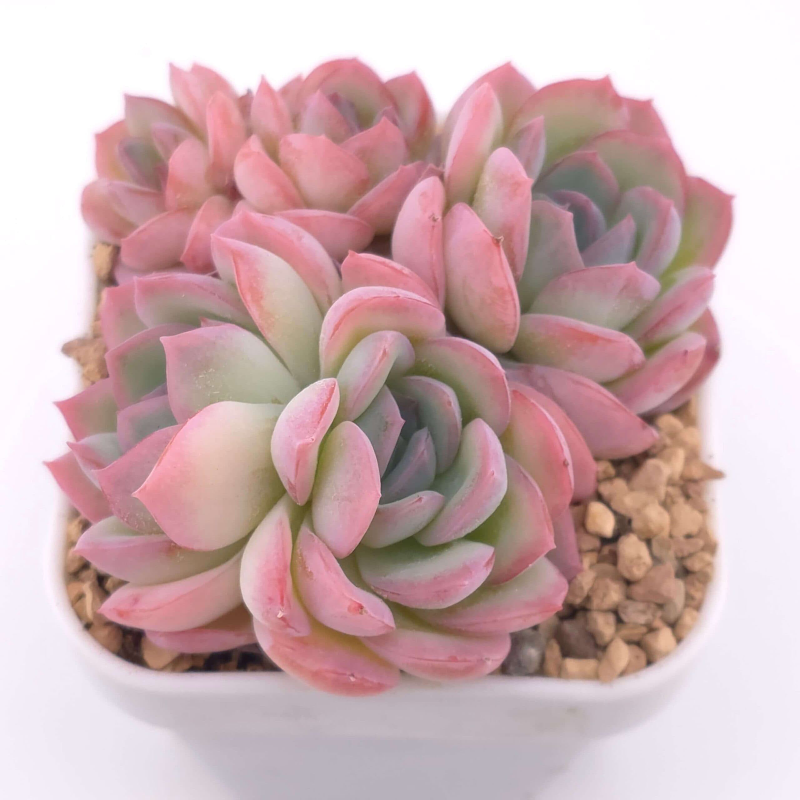 Echeveria 'Cherry Blossom' | 櫻桃花 - View 1