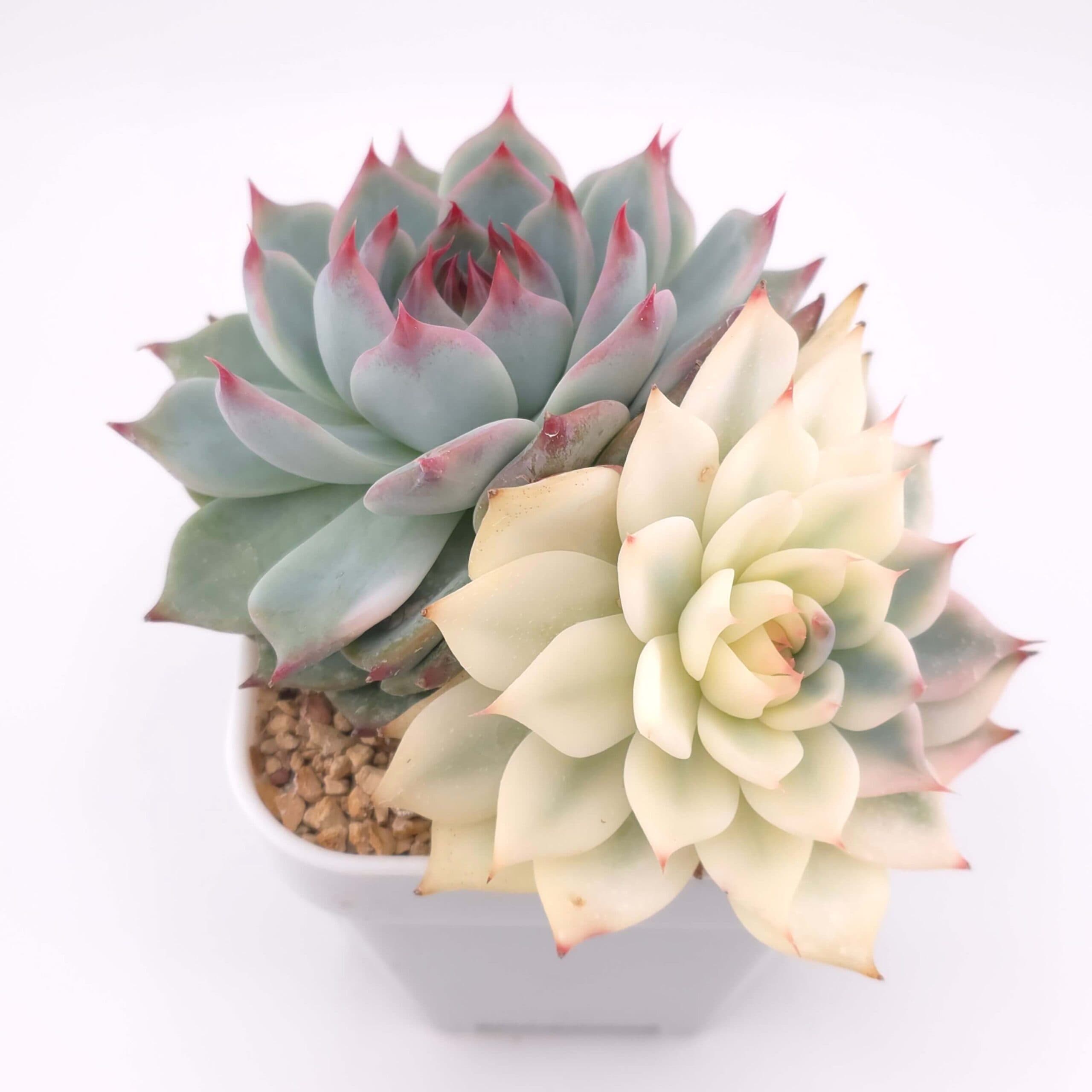 Echeveria chihuahuaensis variegated | 吉娃娃錦 - View 1