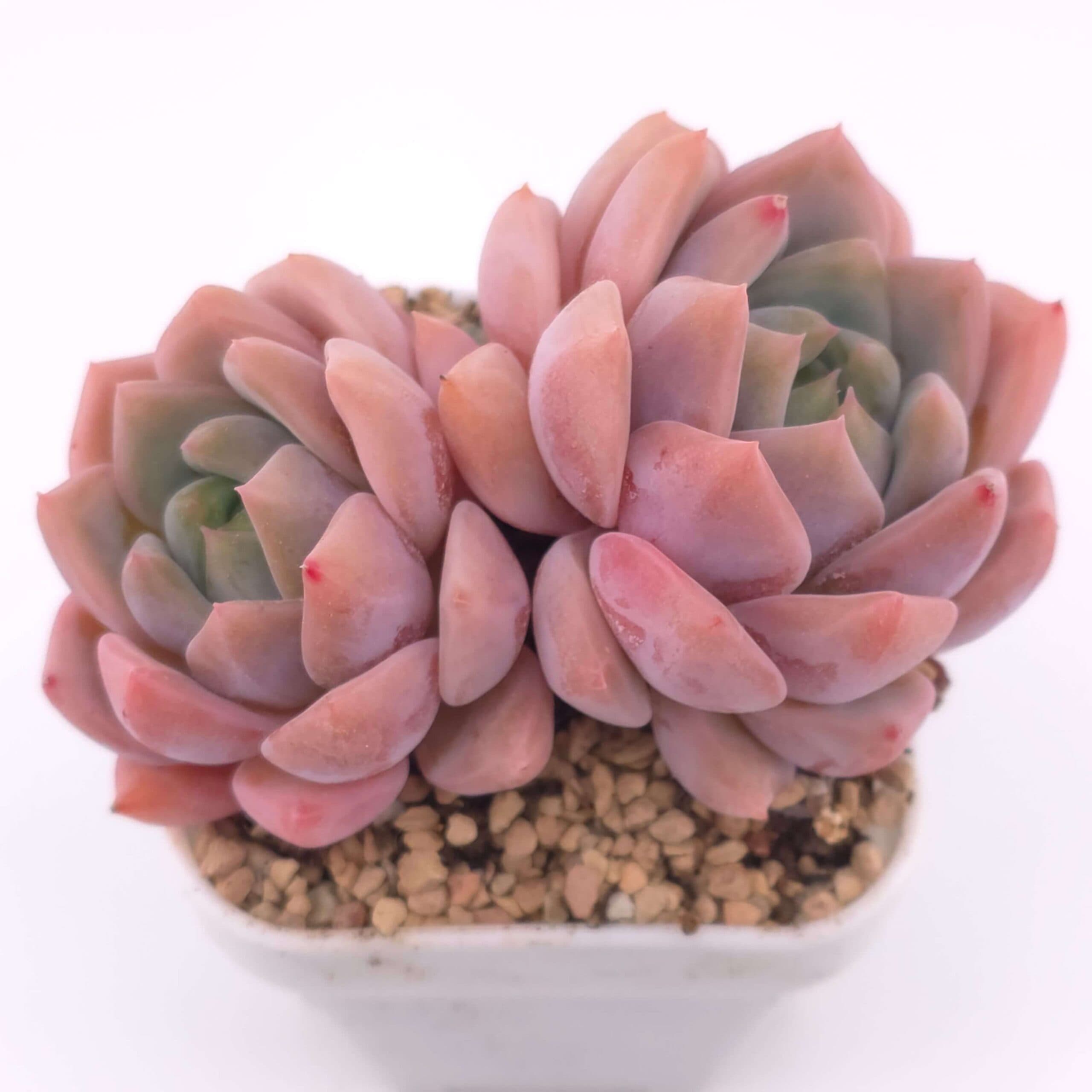Echeveria 'Snow Melanie' double head | 雪媚娘雙 - View 1