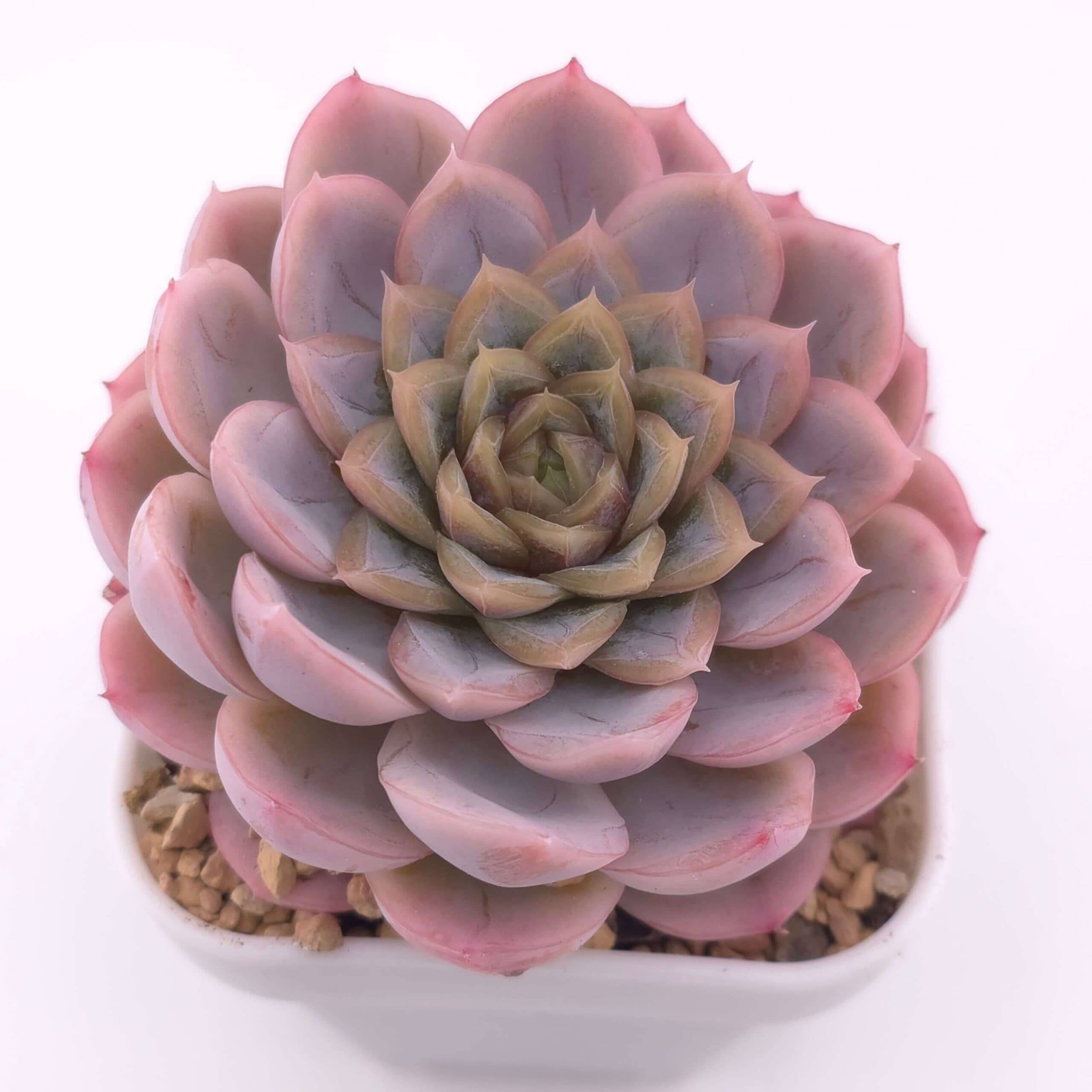Echeveria 'Mexican Snowball' | 墨西哥雪球 - View 1