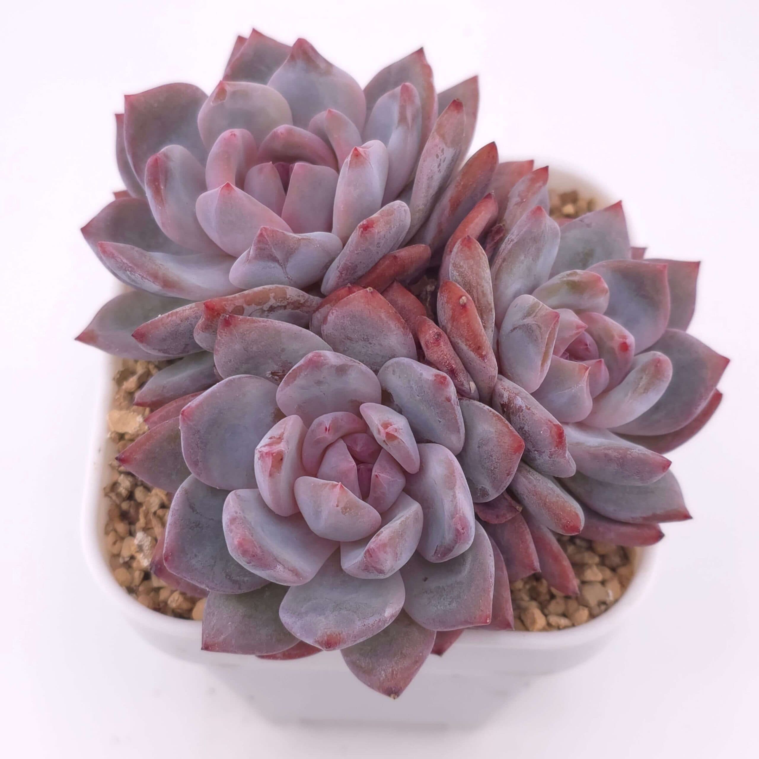 Echeveria 'Orange Monroe' clustering | 橙夢露群 - View 1