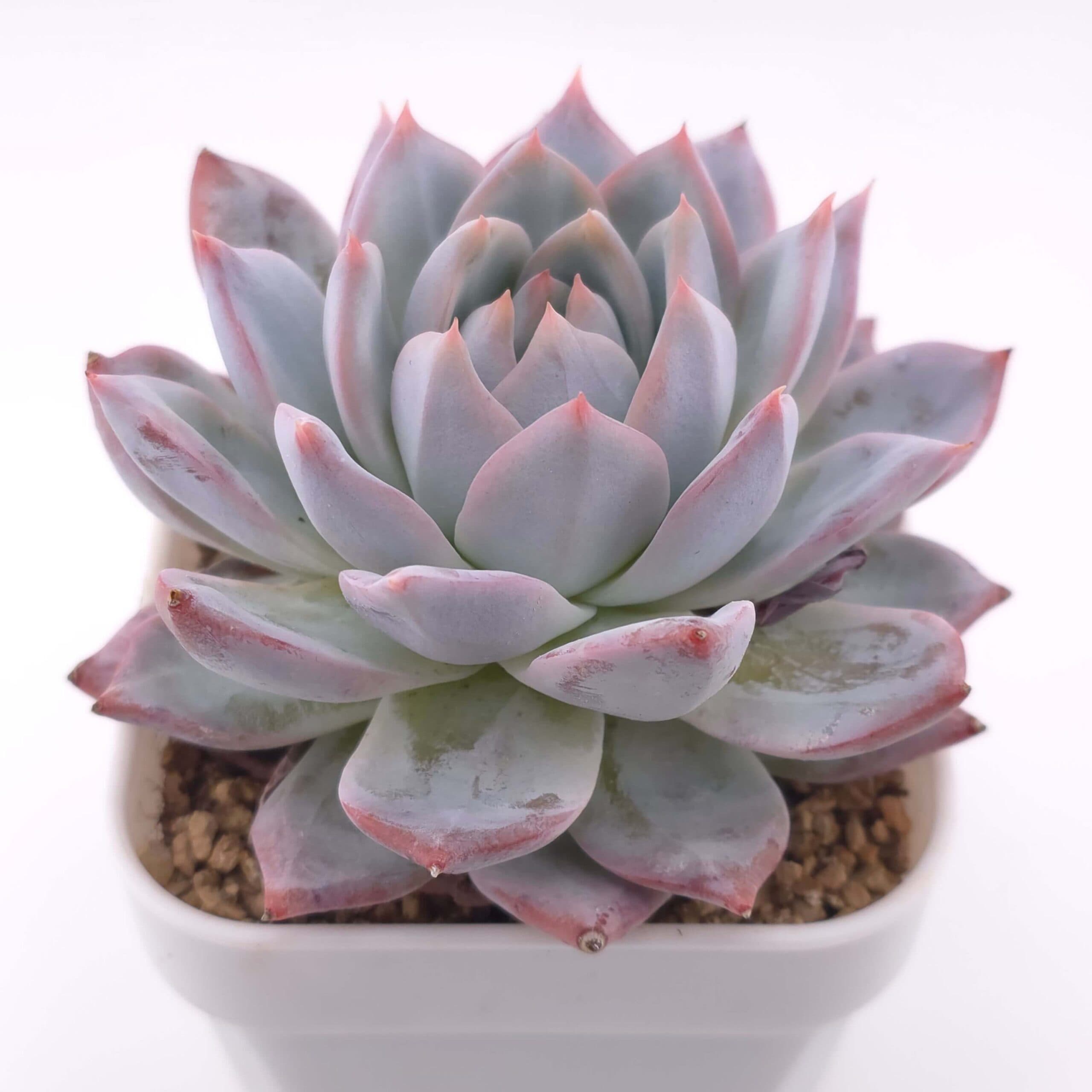 Echeveria 'Pink Blue Bird' | 粉藍鳥 - View 1