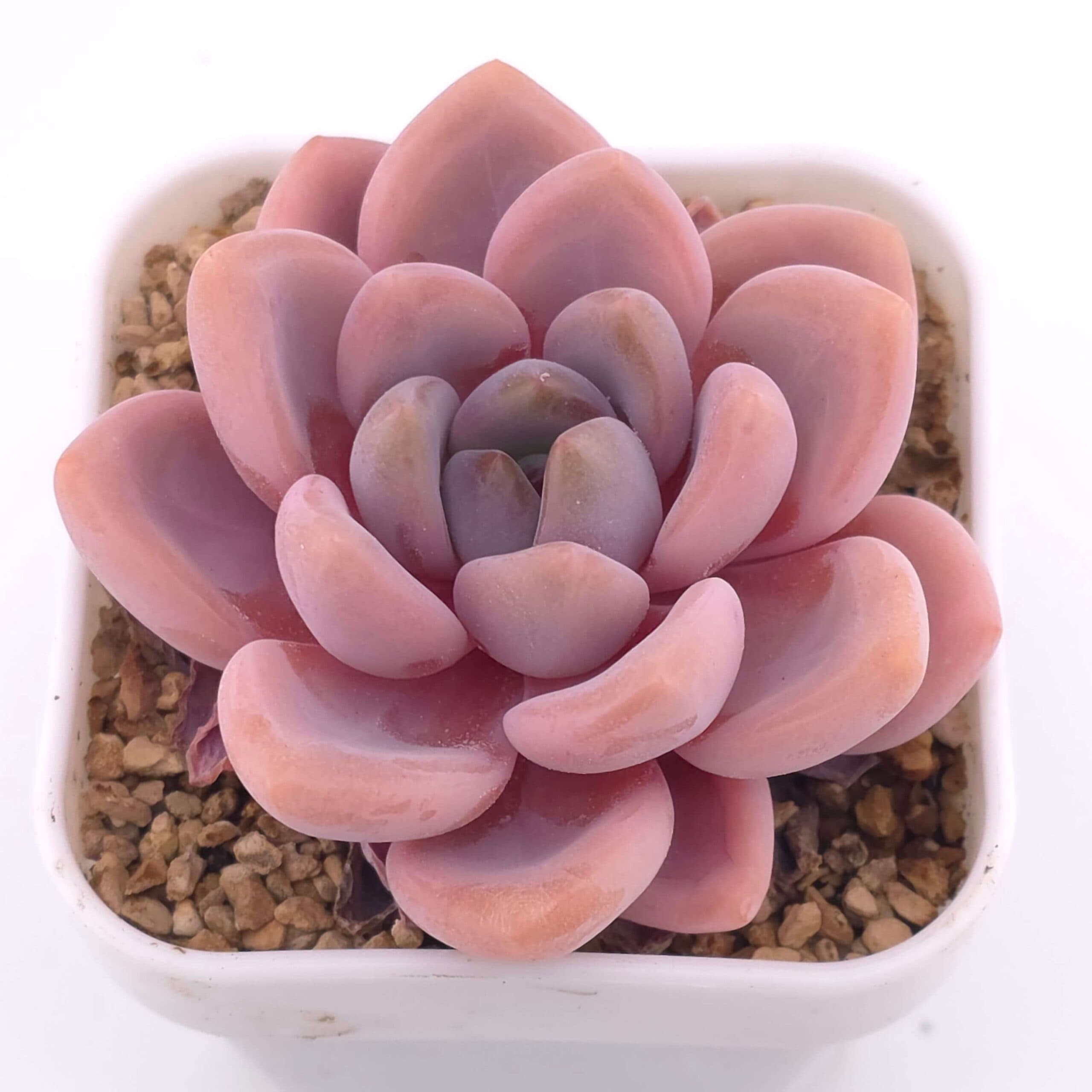 Graptopetalum 'Spotted Deer' | 花斑鹿 - View 1