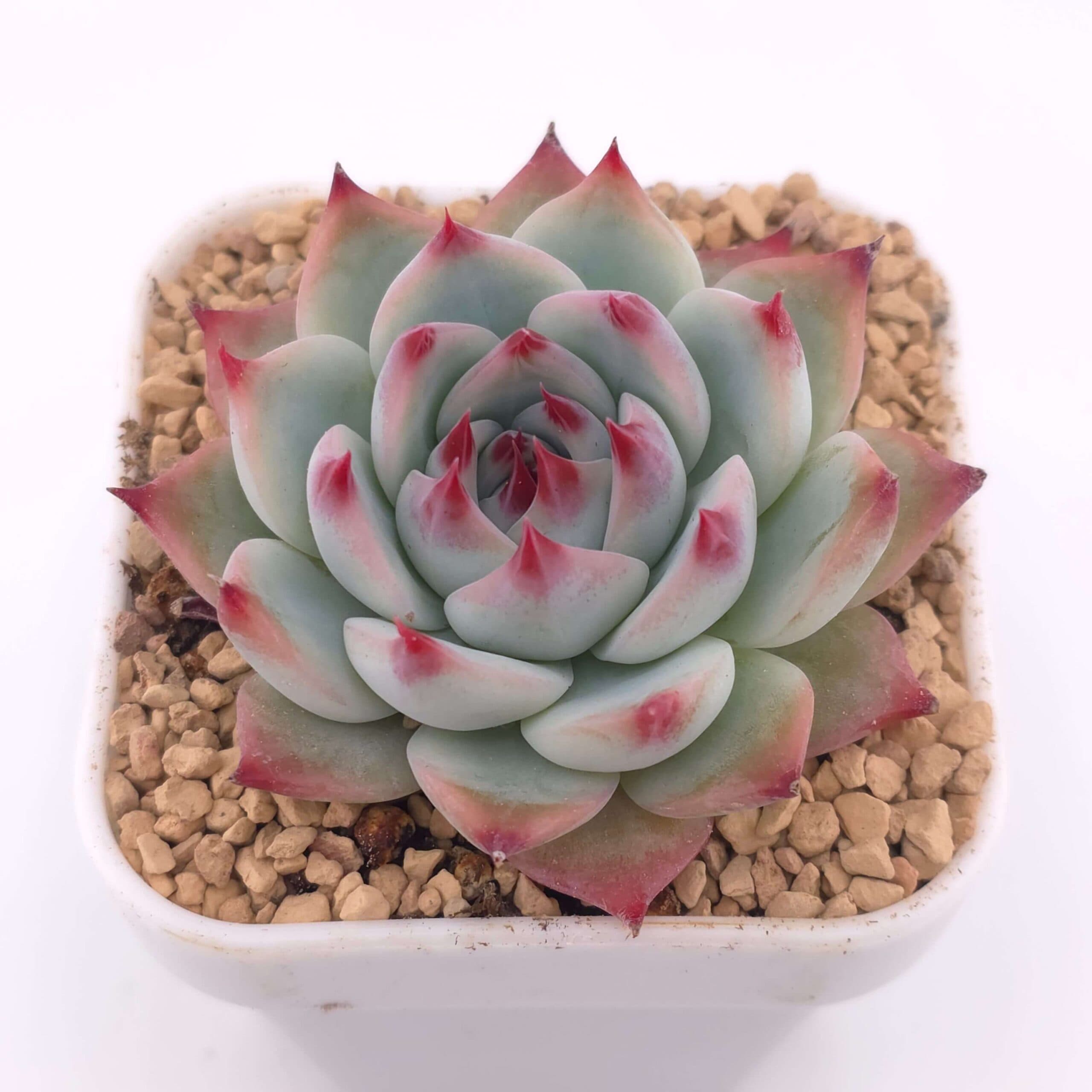 Echeveria chihuahuaensis | 吉娃娃 - View 1