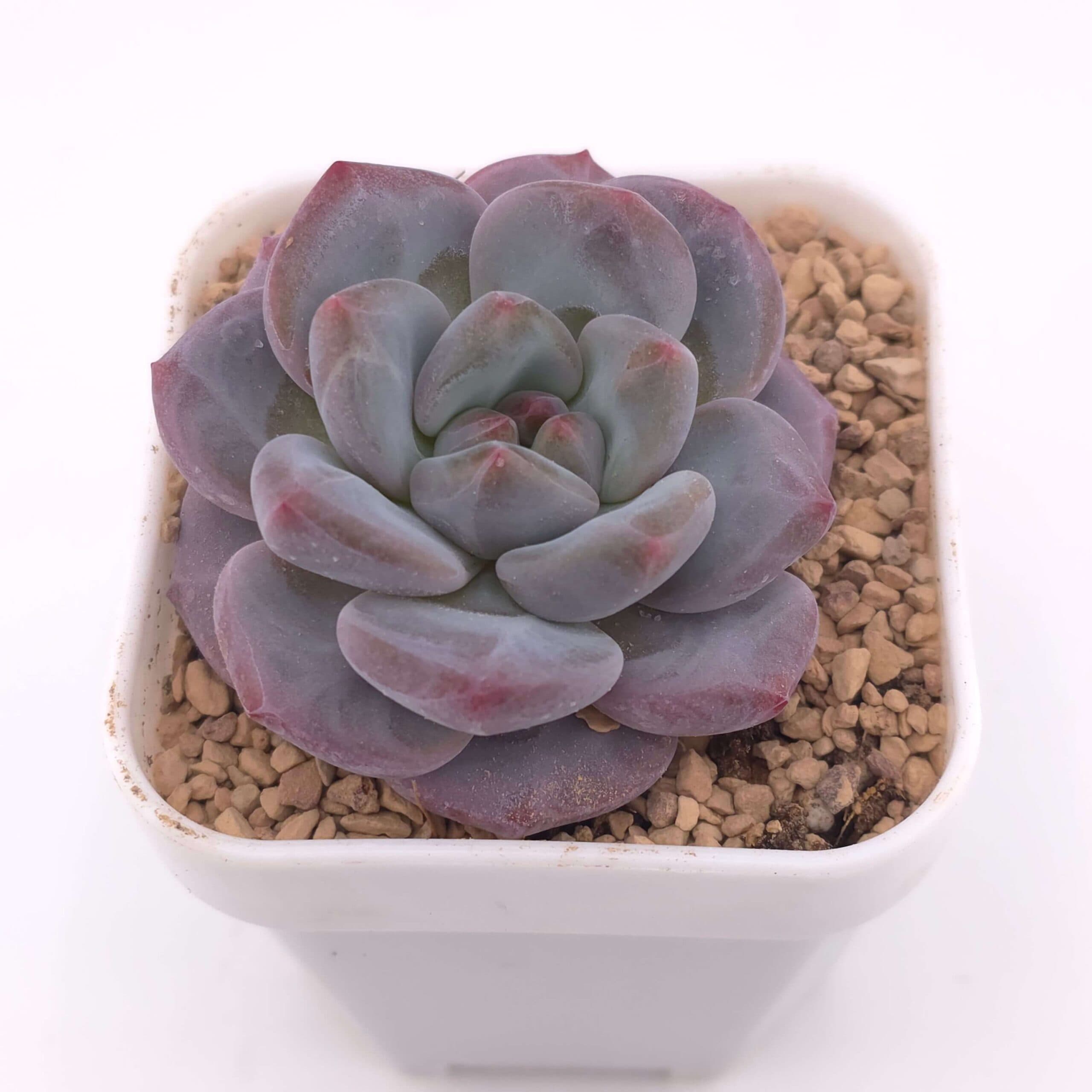 Echeveria 'Mulan' | 木蘭 - View 1