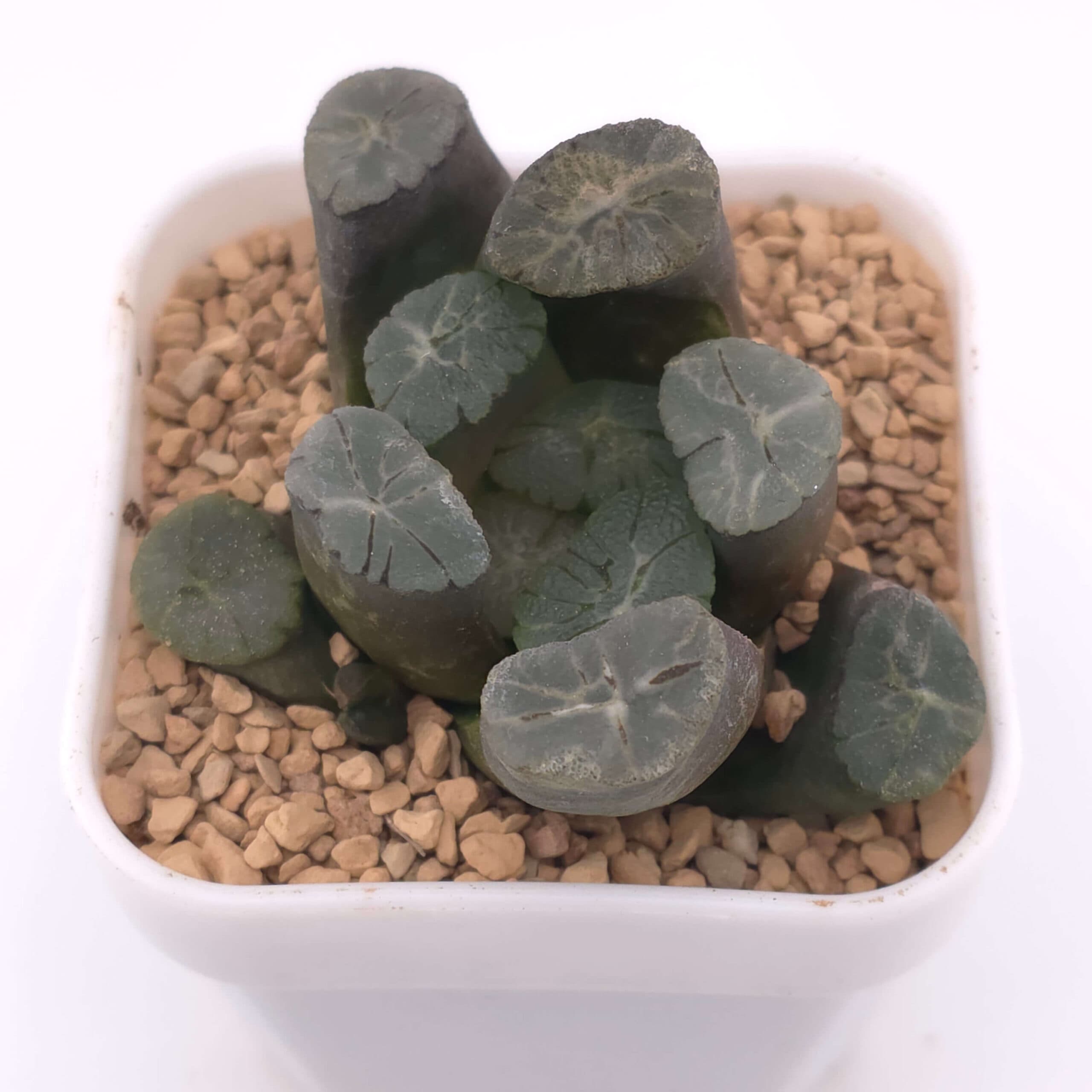 Haworthia maughanii | 萬象