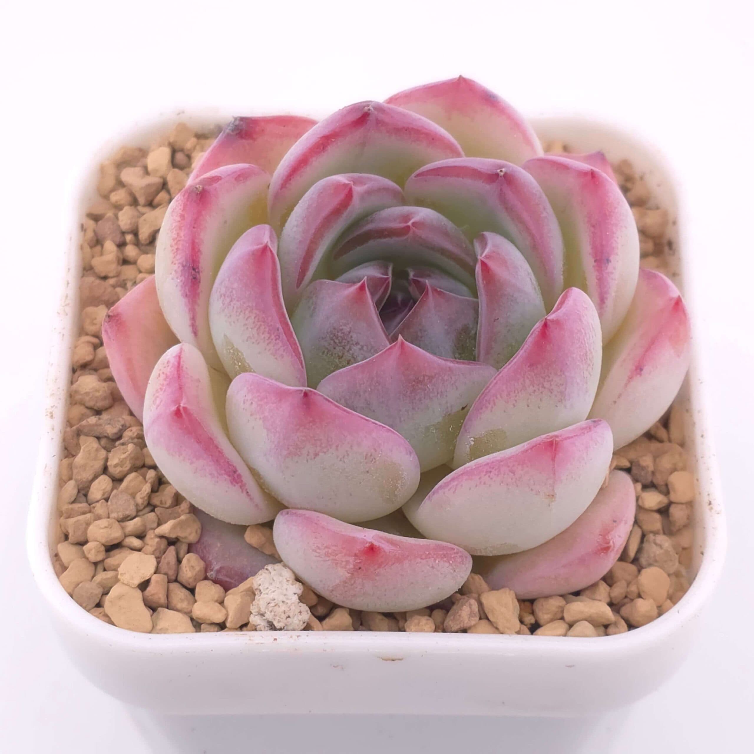 Echeveria 'Jade Glow' | 玉輝石蓮 - View 1