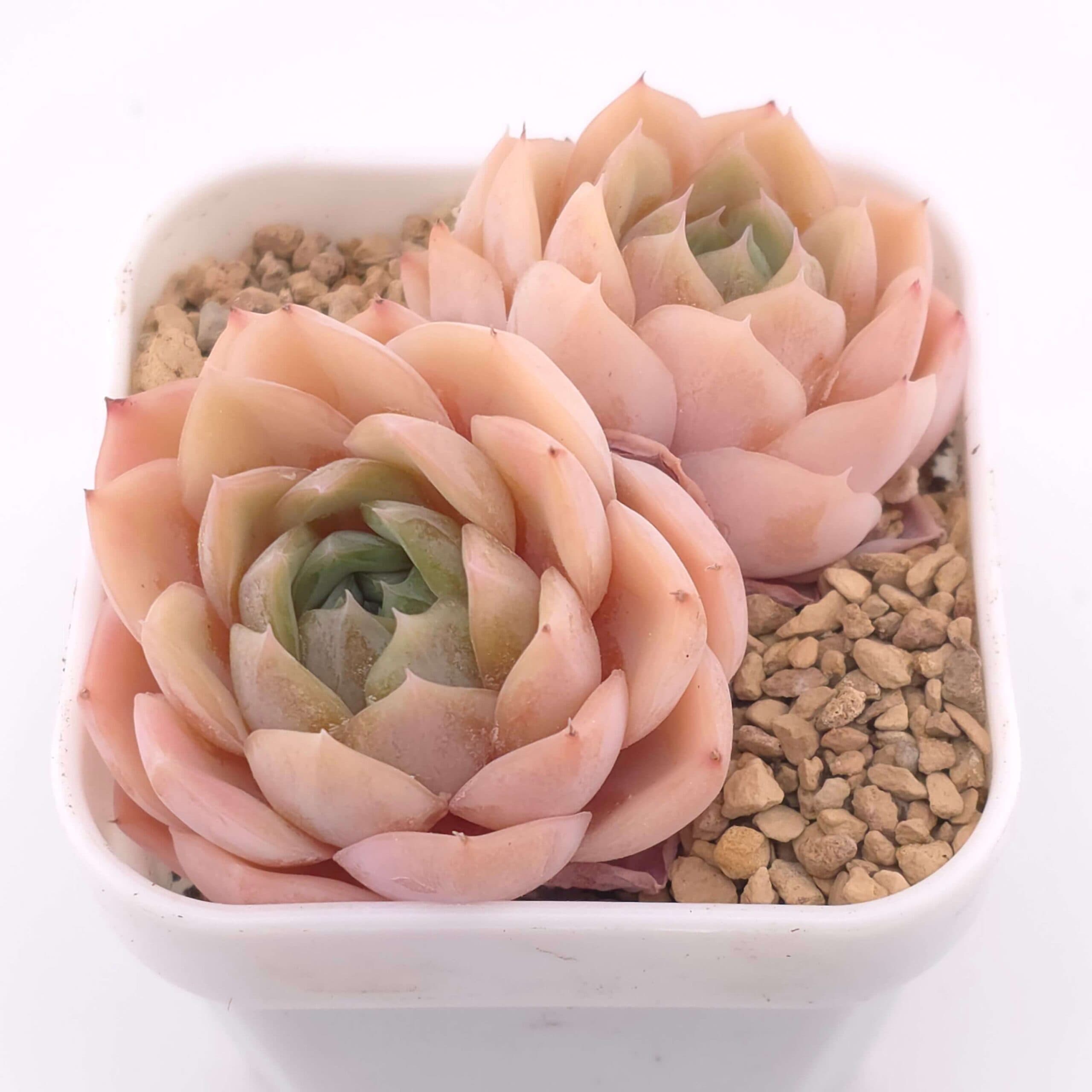 Echeveria 'Anna' double | 安娜雙 - View 1