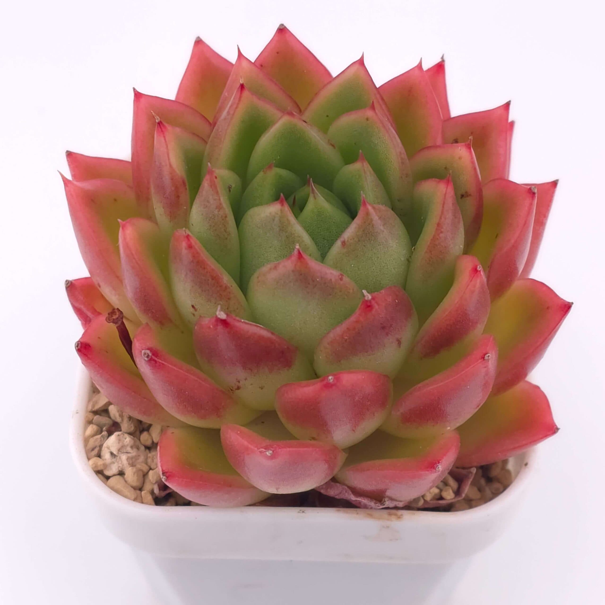 Echeveria agavoides 'Red Edge' | 紅邊冬雲 - View 1