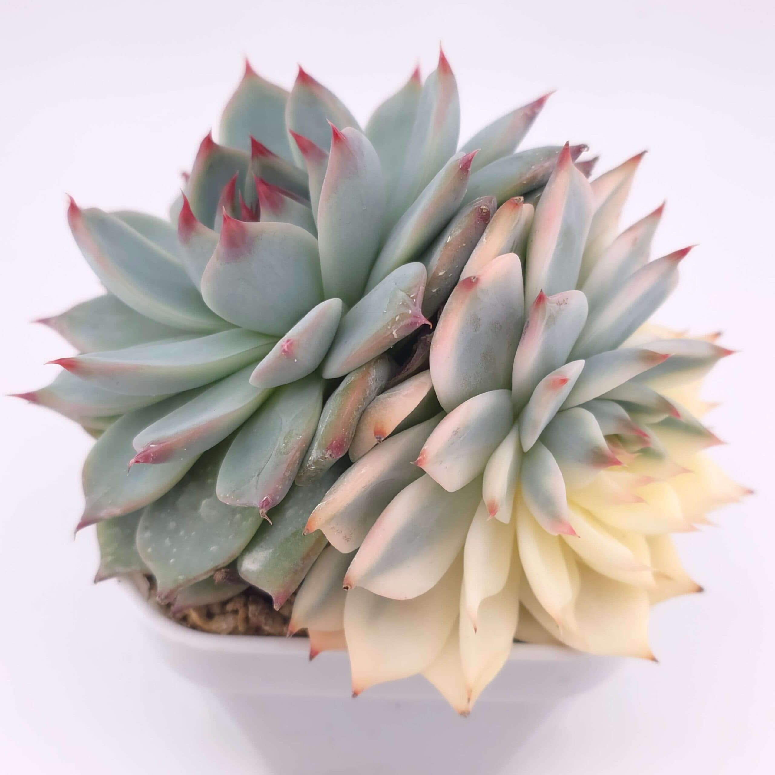 Echeveria chihuahuaensis variegated | 吉娃娃錦 - View 1