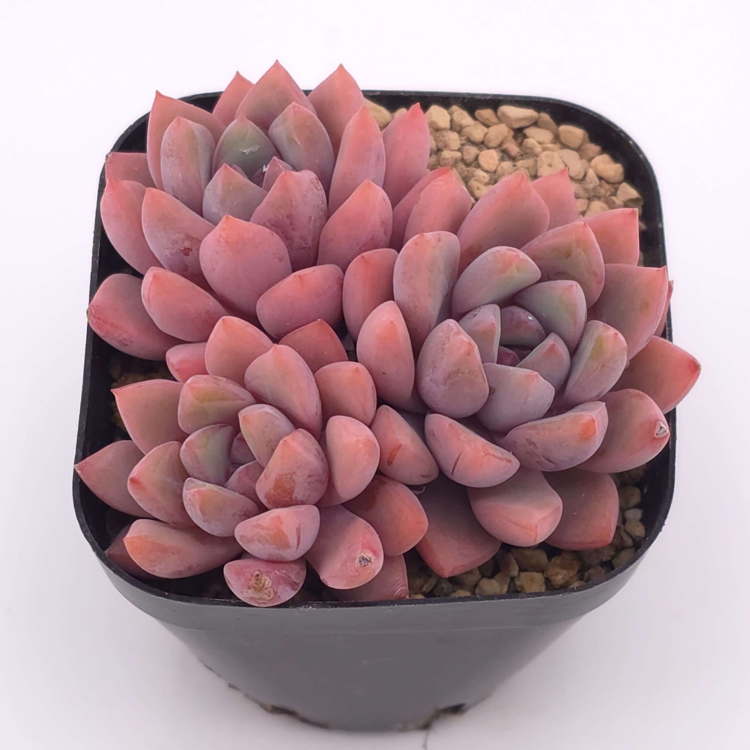 Echeveria 'Echoes' clustering | 回聲 - View 1