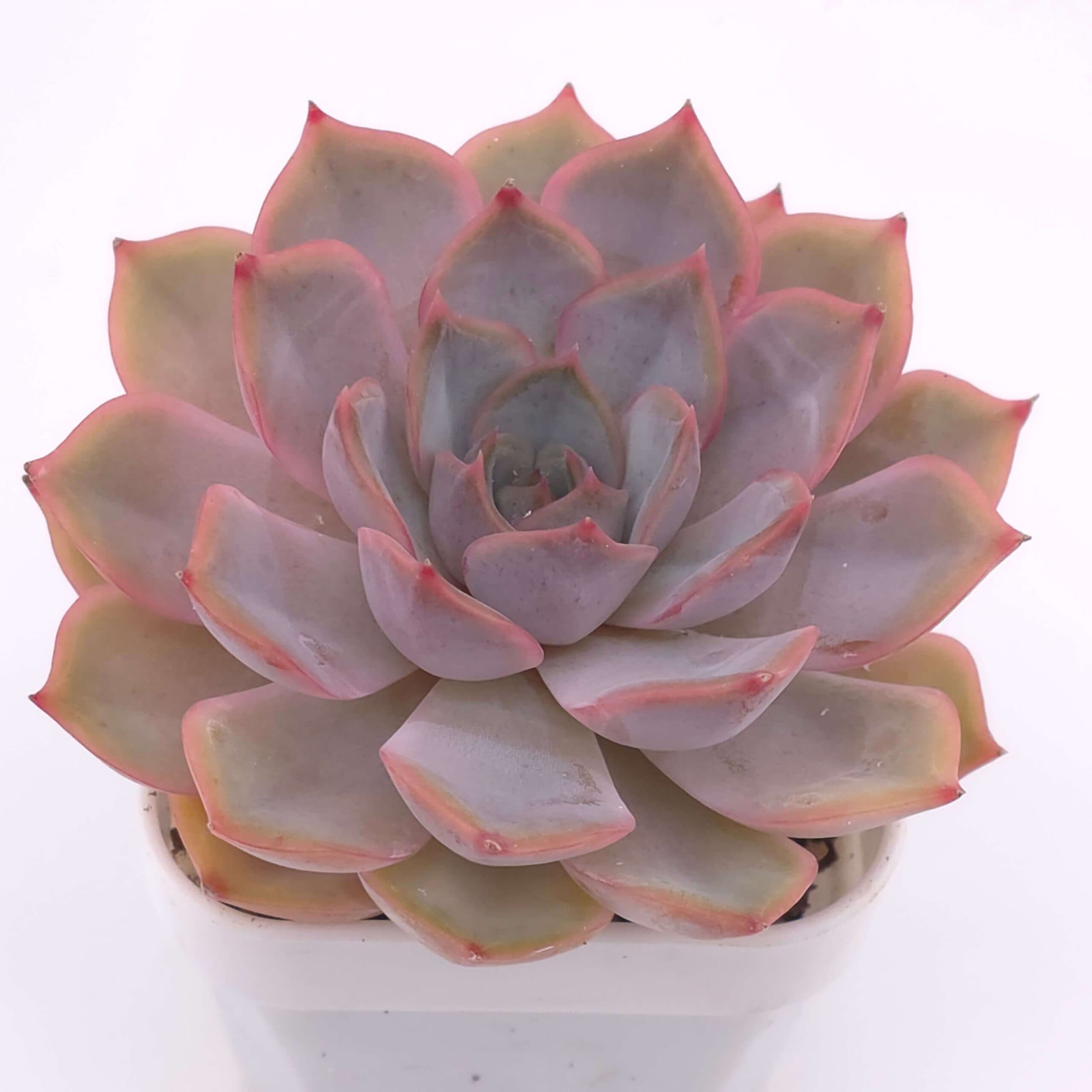 Echeveria 'Lucinda' | 露辛達 - View 1