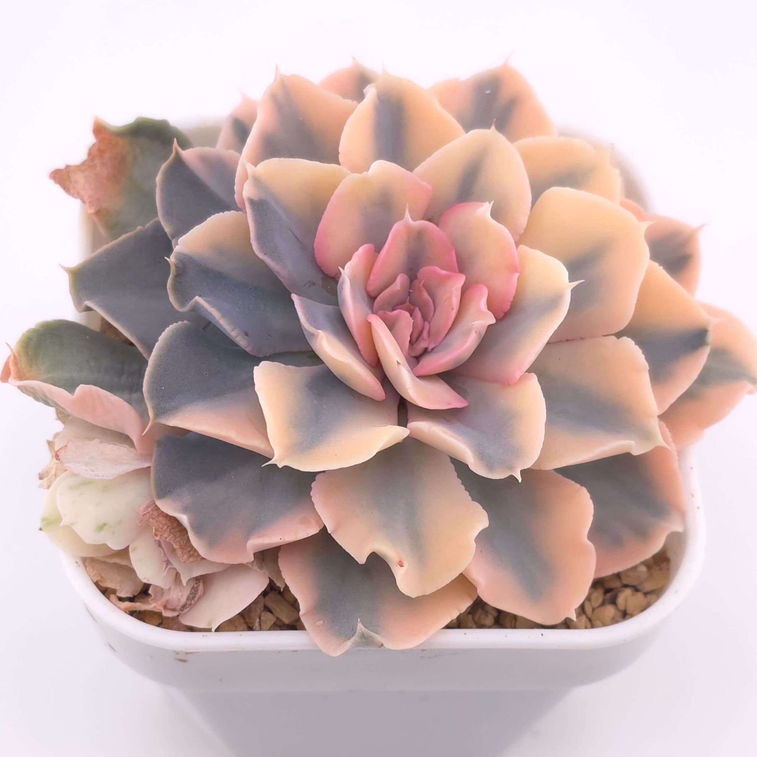 Echeveria 'Liberia' variegated | 利比亞錦 - View 1
