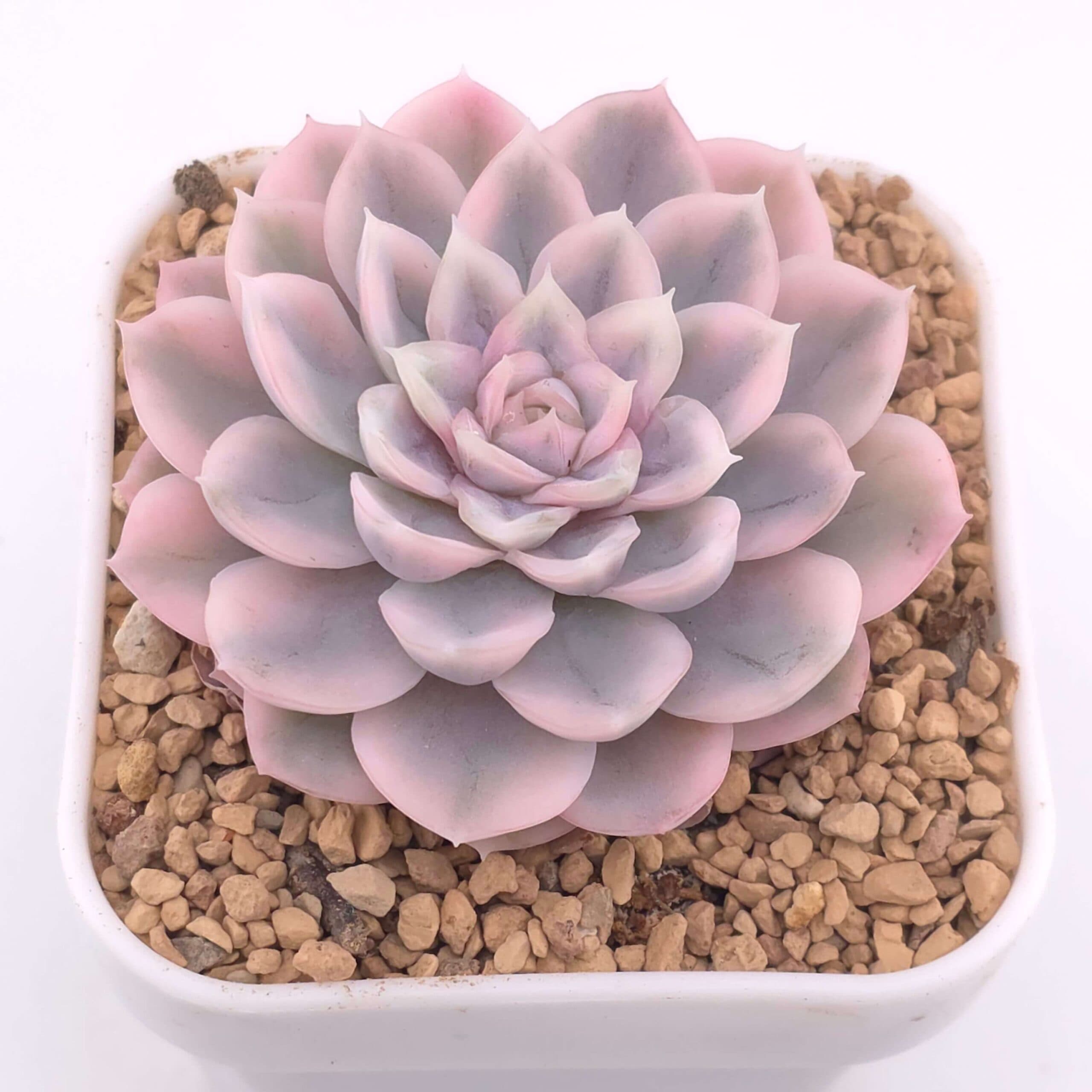 Echeveria 'Mexican Snowball' variegated | 墨西哥雪球錦 - View 1