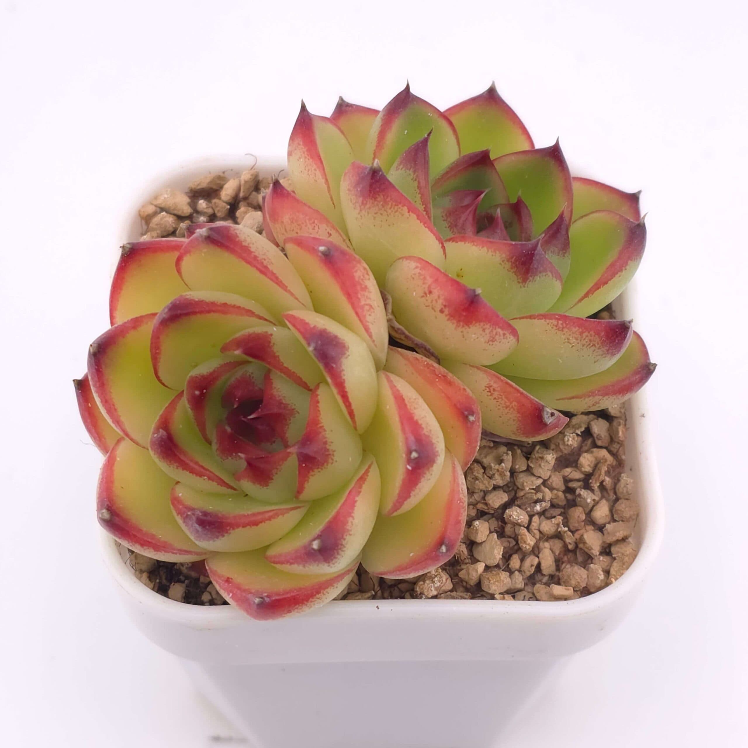 Echeveria 'Moonstone' double | 月亮石雙