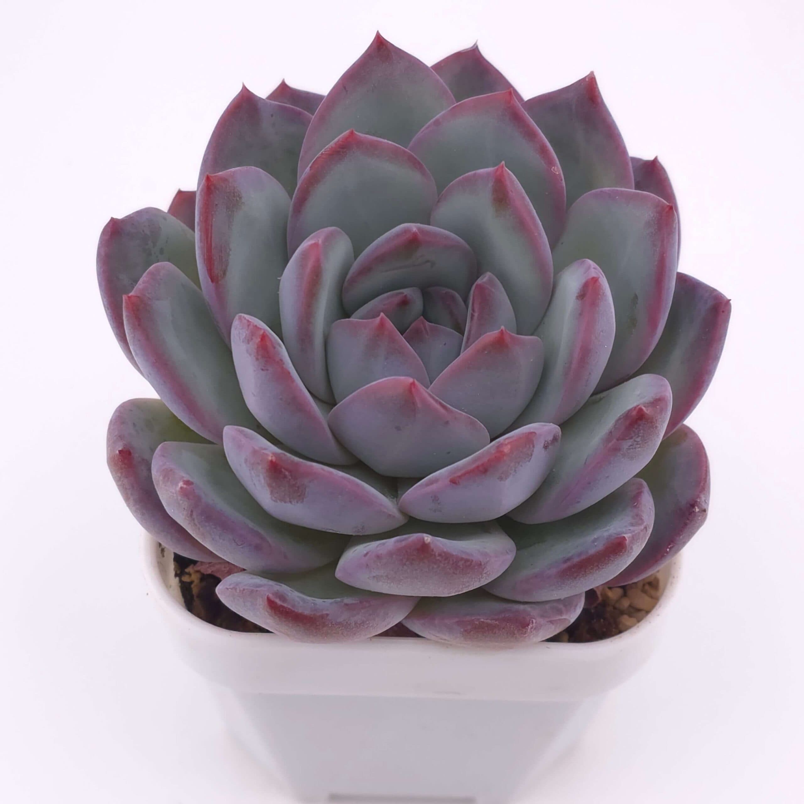 Echeveria 'Lip Gloss | 唇彩 - View 1